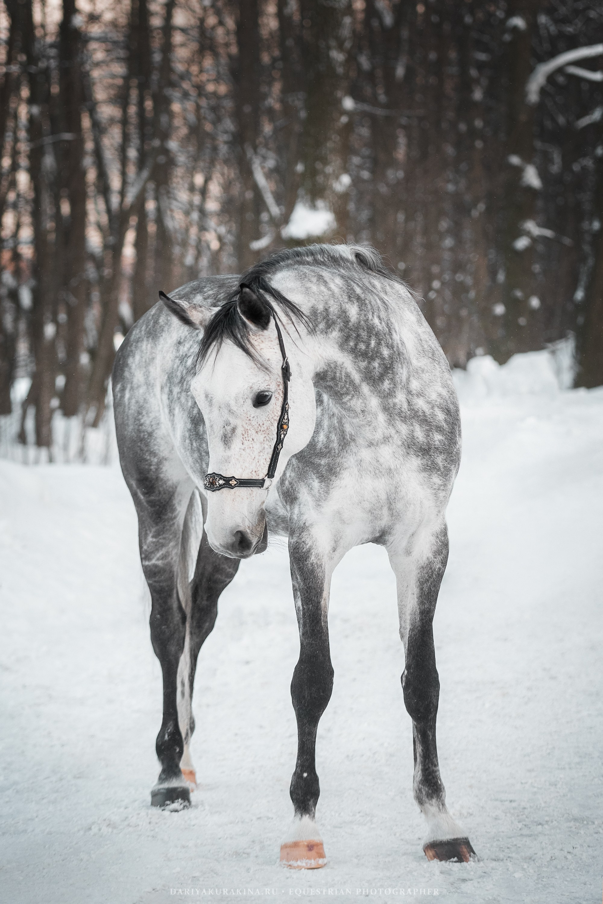 Ловеласка и Клистал Лав, «ЮНА». Конный фотограф Куракина Дарья • Фотосессии с лошадьми