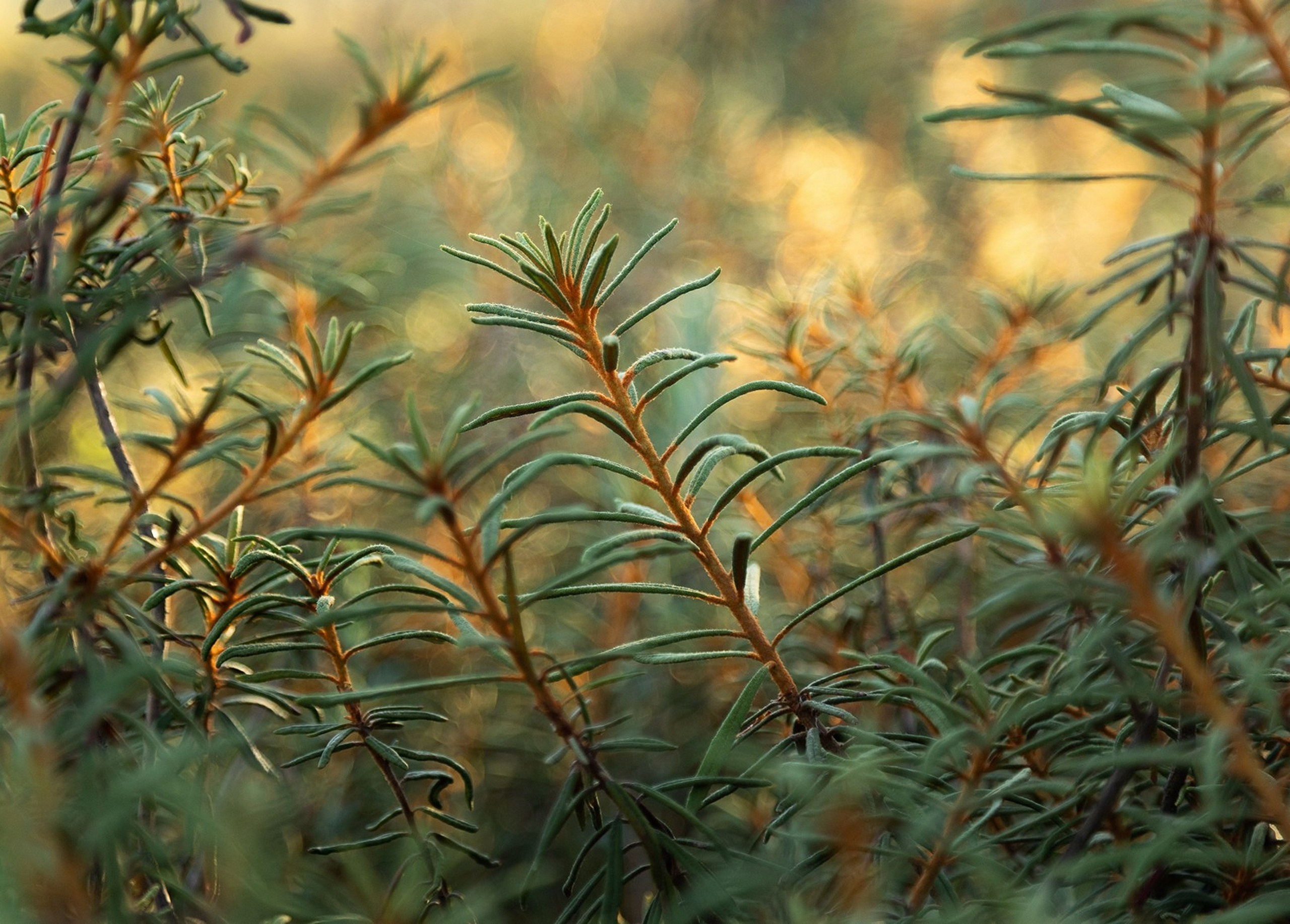 Карельский Перешеек. Фотограф Владимир Медведев