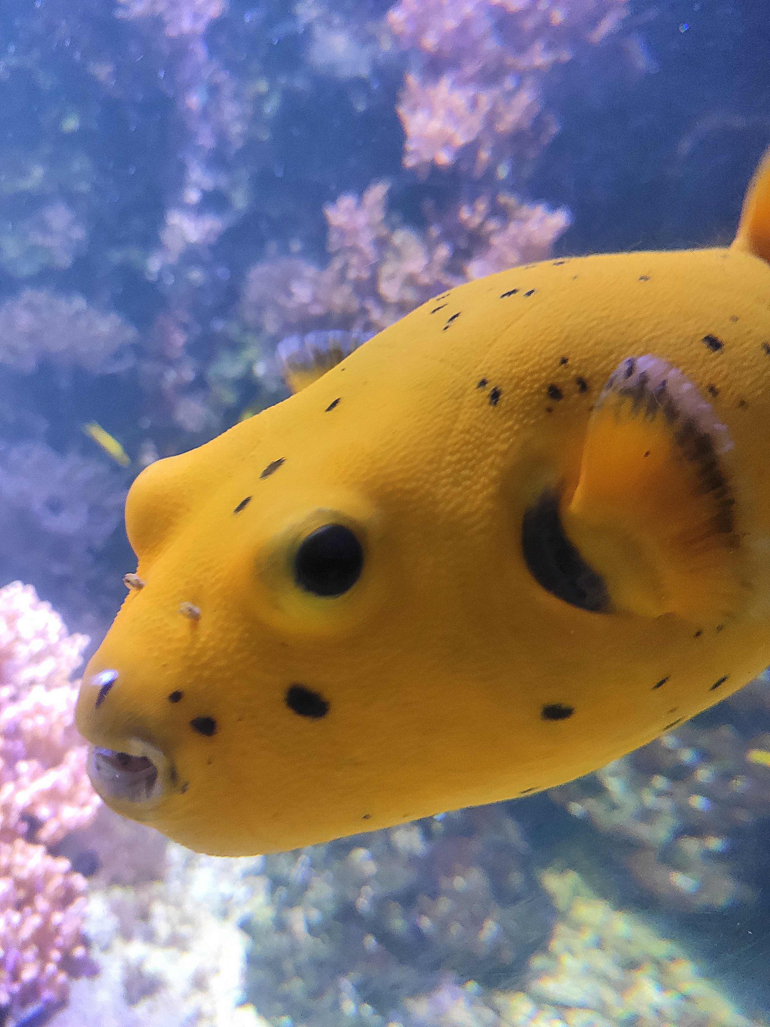 Заглянули и в местный аквариум Sea Life. Вполне типовой, не очень большой