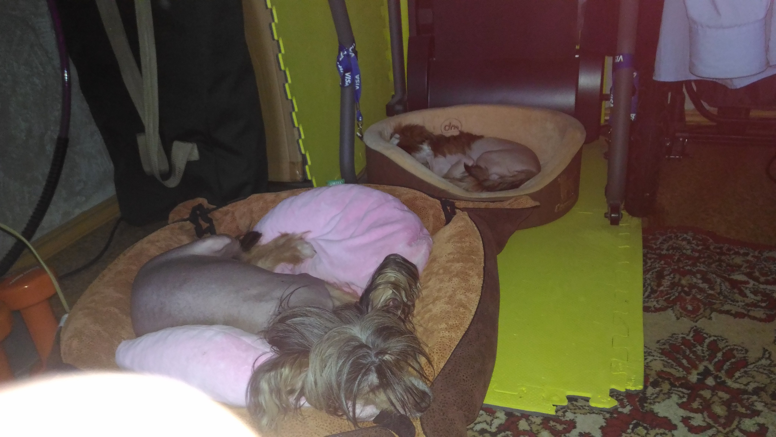 Lux, a new member of the family. Poale Ell Chinese Crested Dog Kennel: Buy a puppy from the kennel