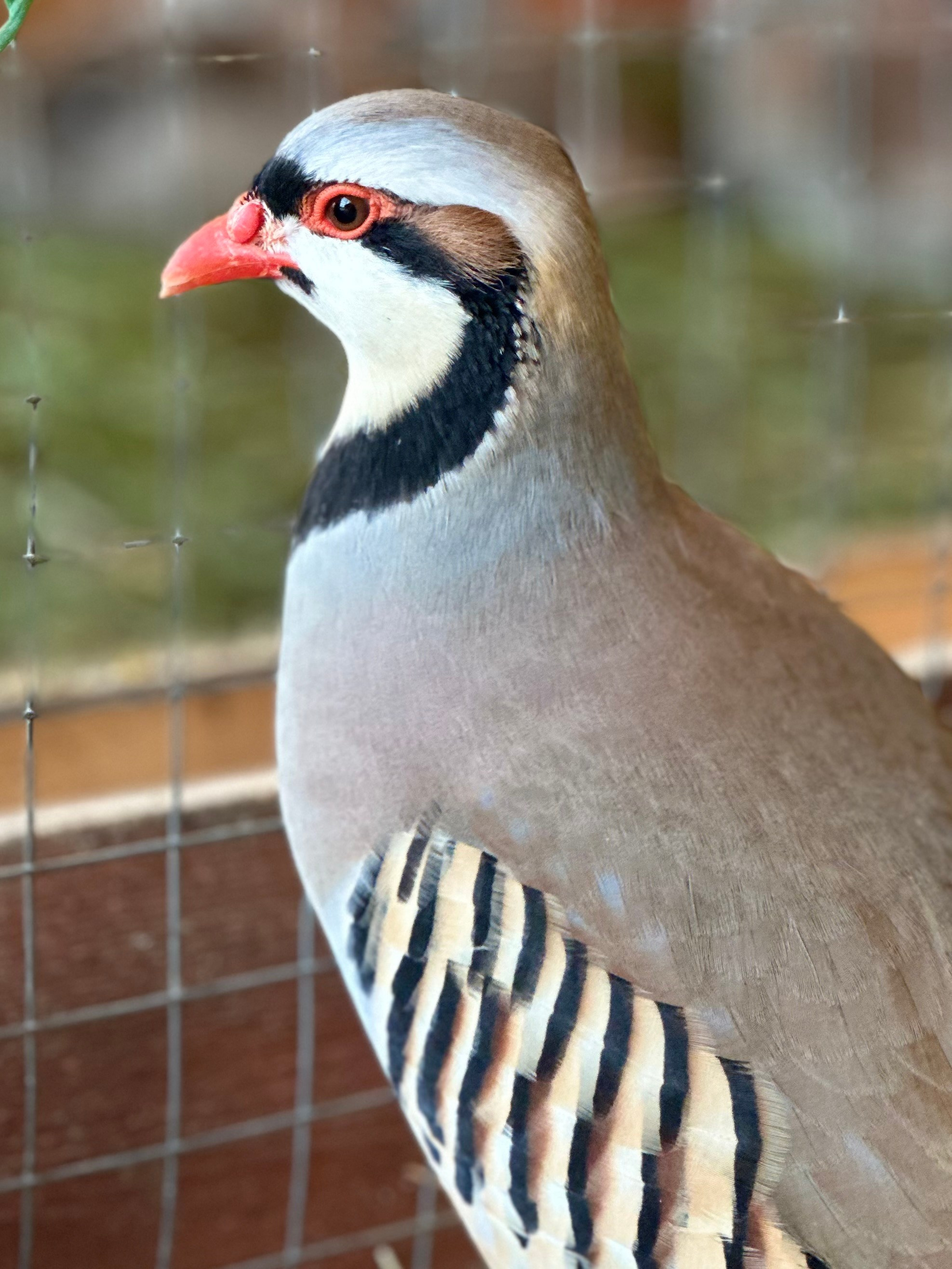 На ферме. Главная