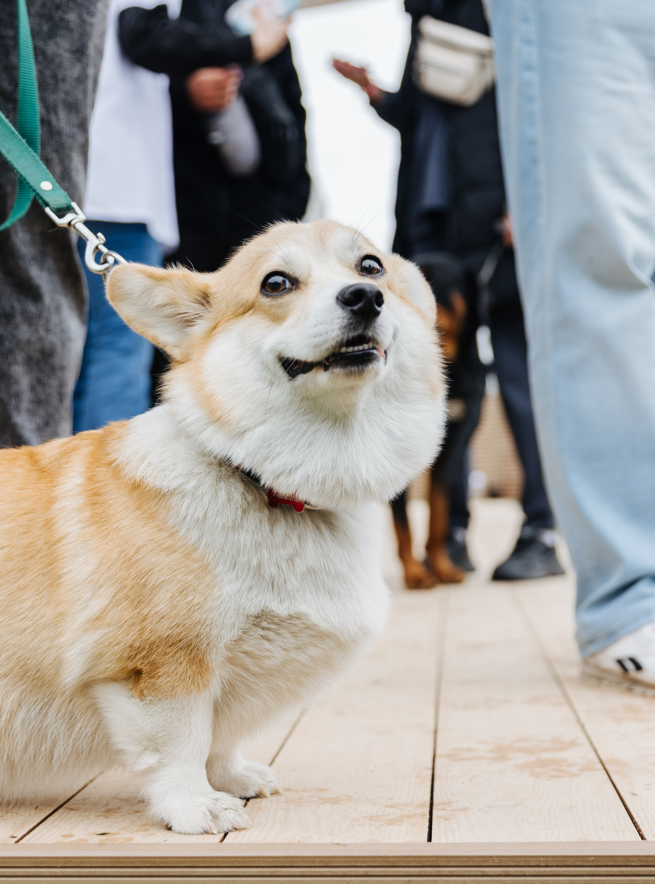 Хвостатый репортаж. Аксана Лисовская фотограф в Москве. Фотографии с характером