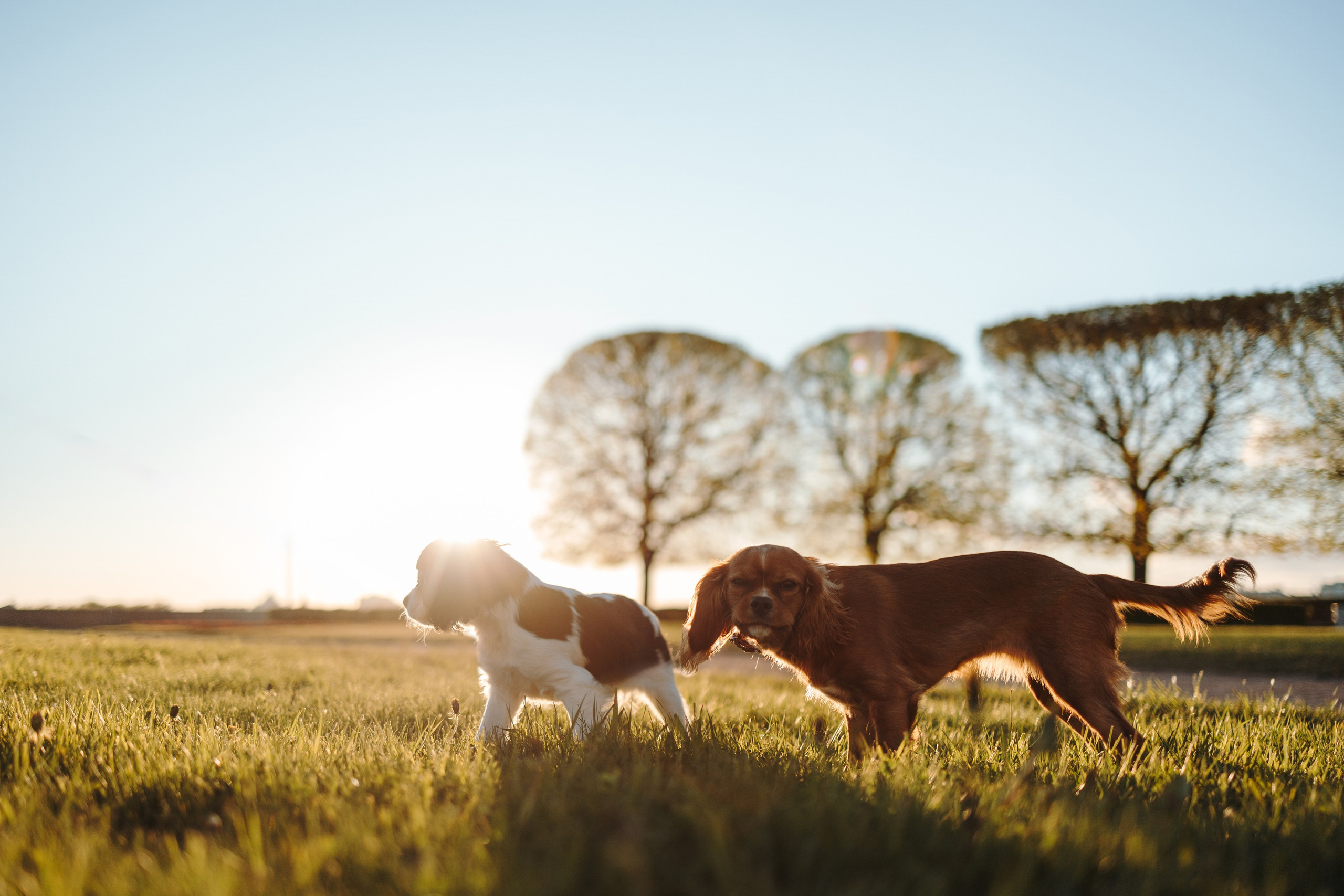 Аня, Стеша и Степан. Фотограф — Анималист | Санкт-Петербург