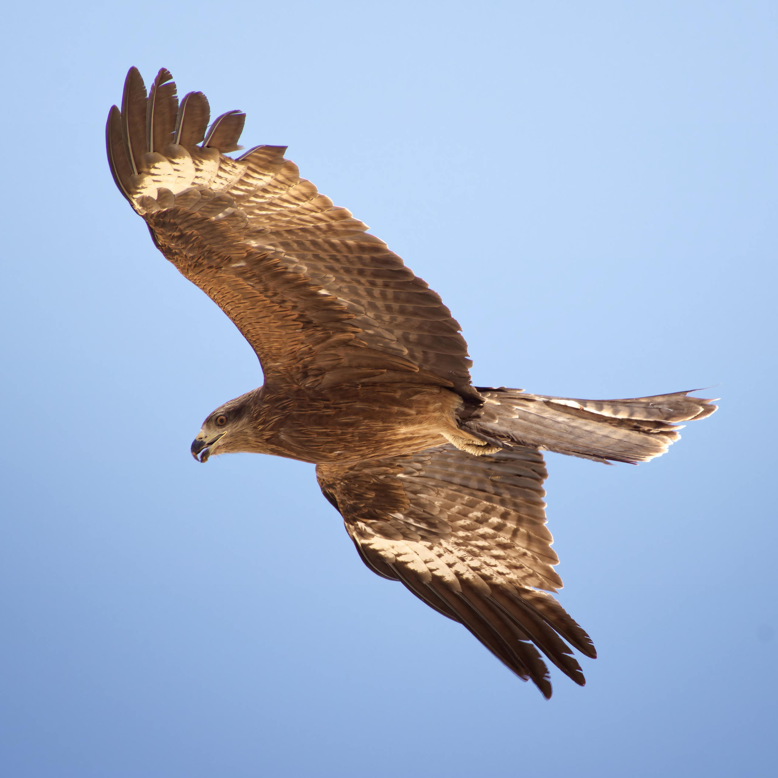 Экспедиция в Монголию (Гоби). Семоха Валерий. Фотограф