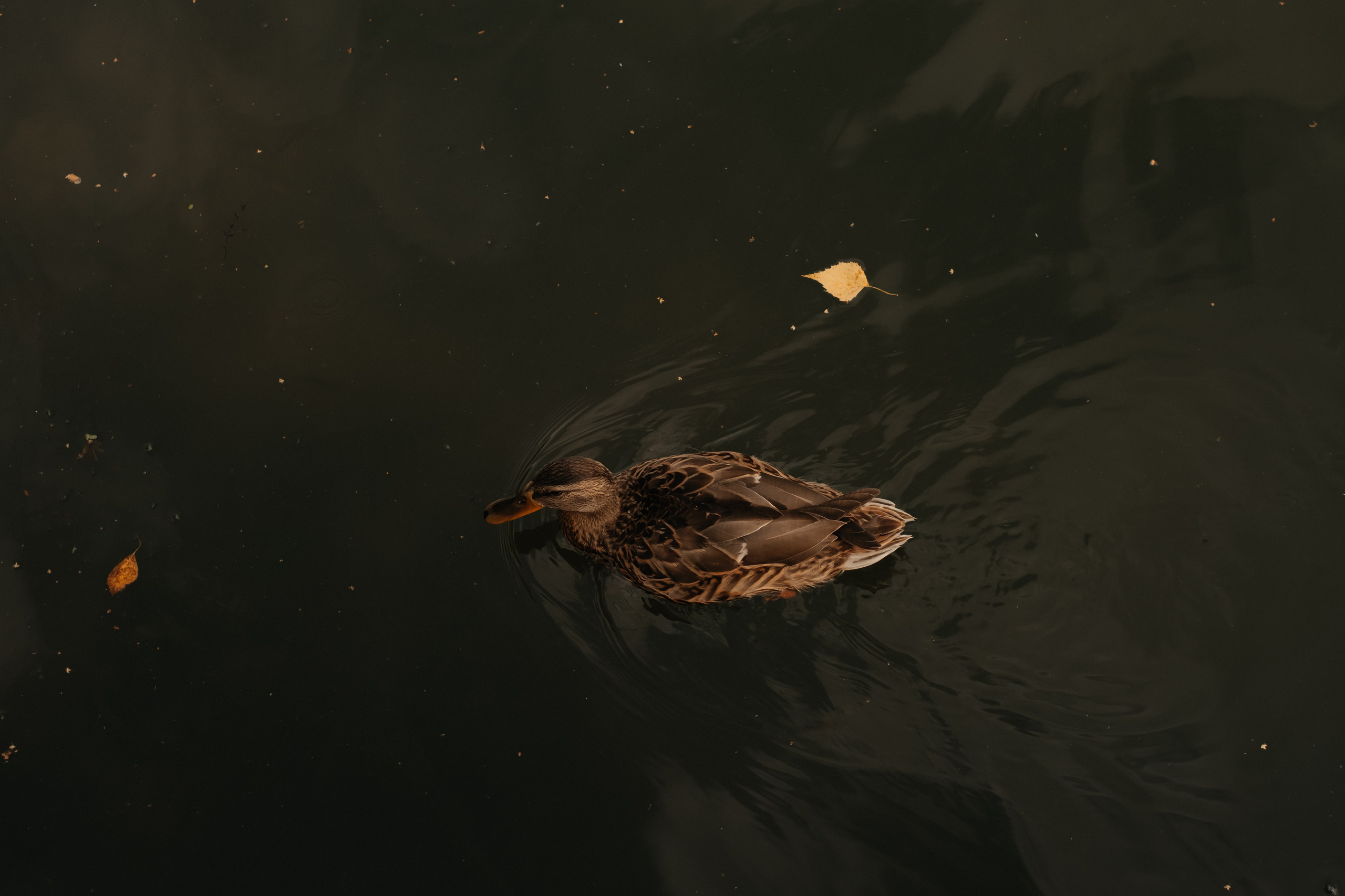 Свадьба Галины и Андрея | лавстори. Фотограф в Новосибирске Диана Ильиных