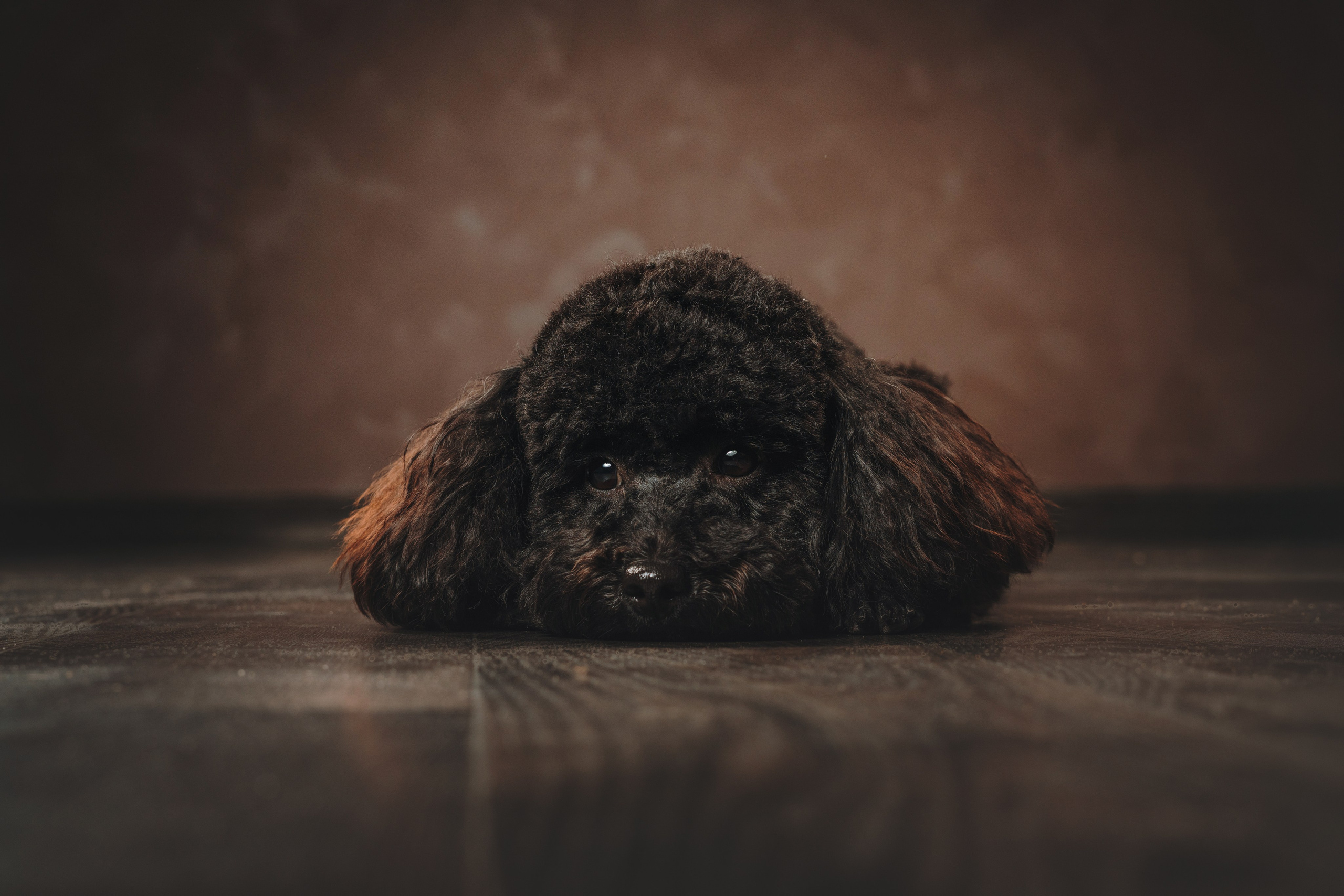 Ярослава и Туча. Фотограф анималист Осипчикова Мария