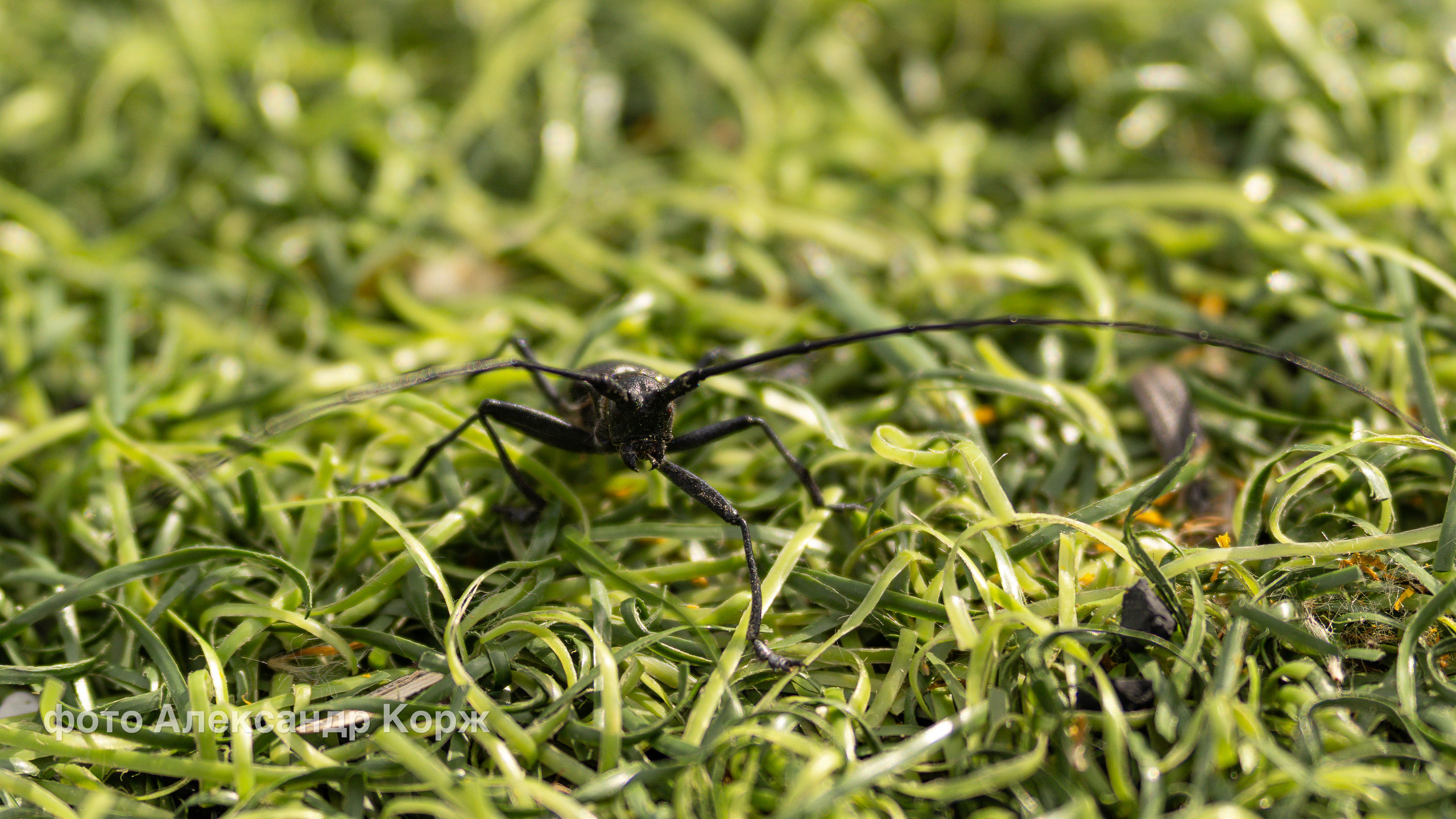 Животные. Фотографии и видеосъемка, Айхал, Удачный, Якутия. Фотографии Айхал