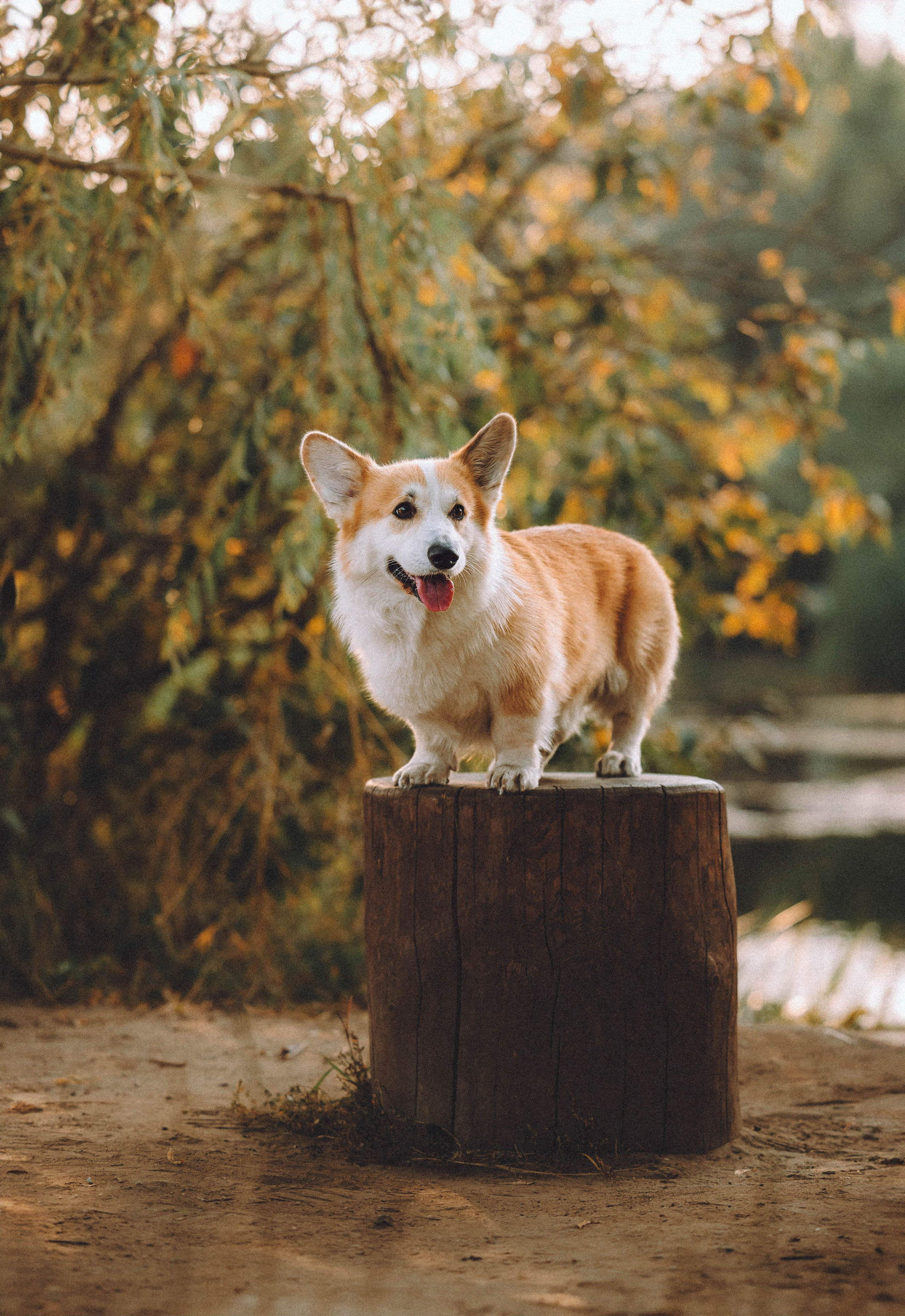 Арчи и его семья