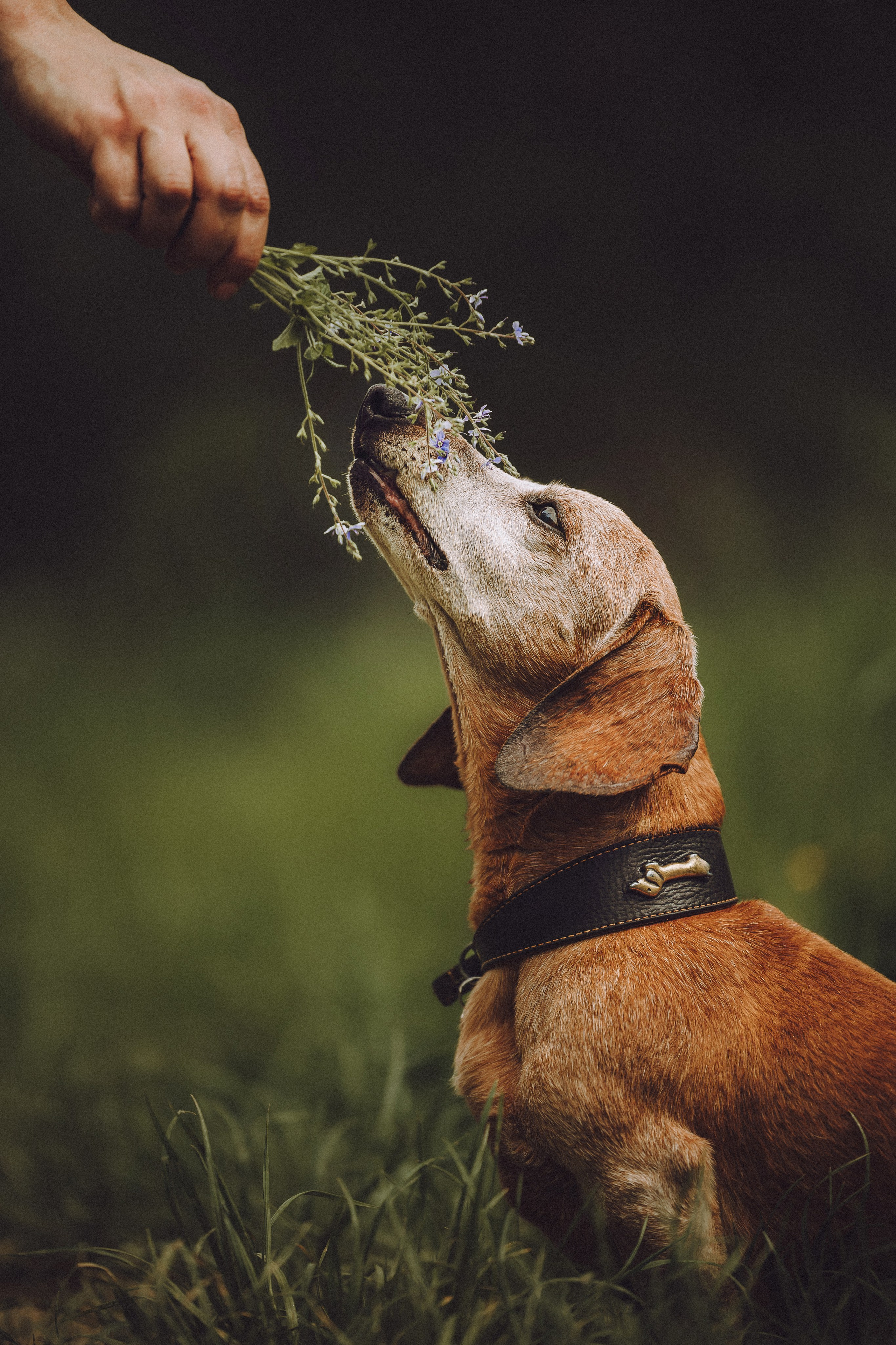 Груша, Данни, Фунтик и их семья