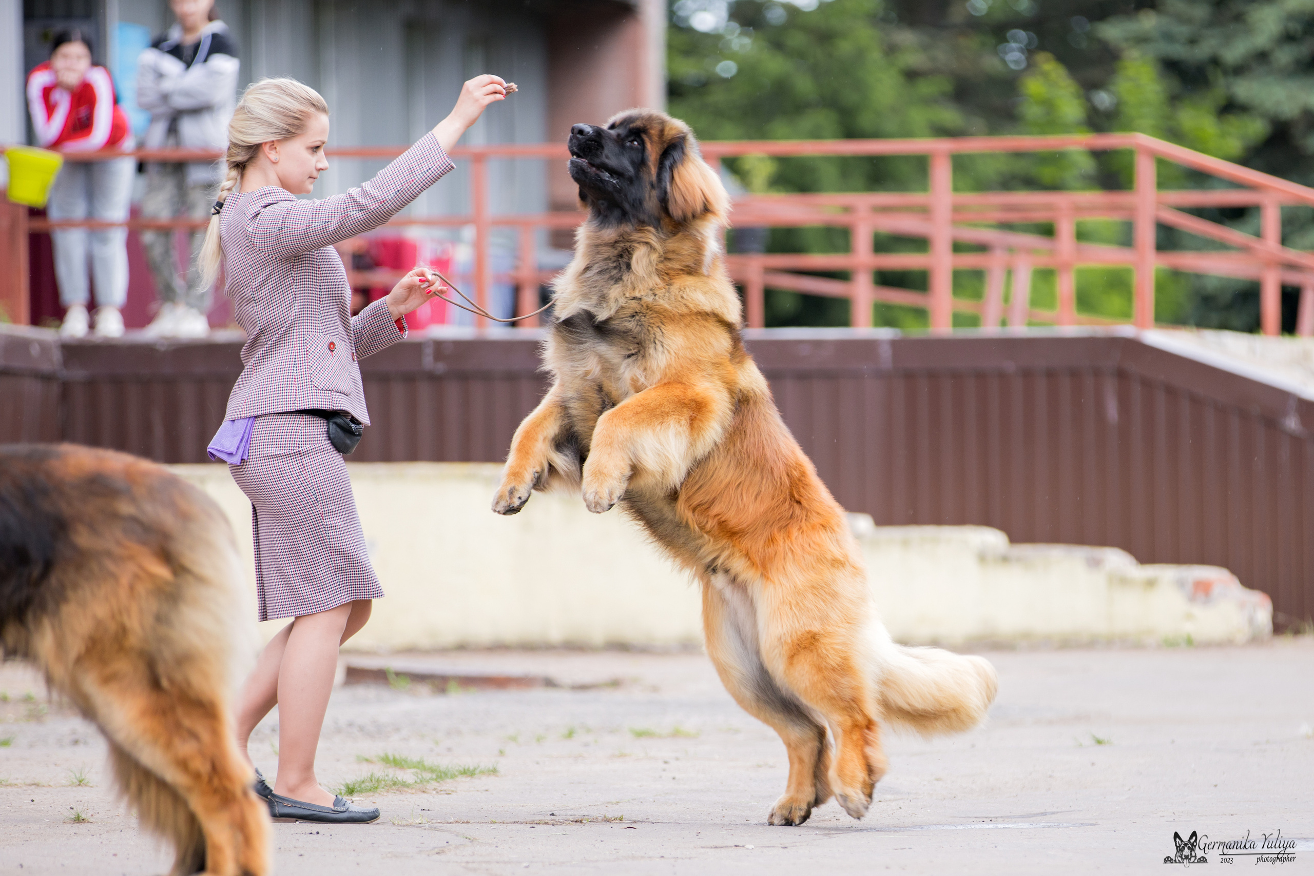 Националка Леонбергеров 28.05.2023. Фотограф-анималист Юлия Германика