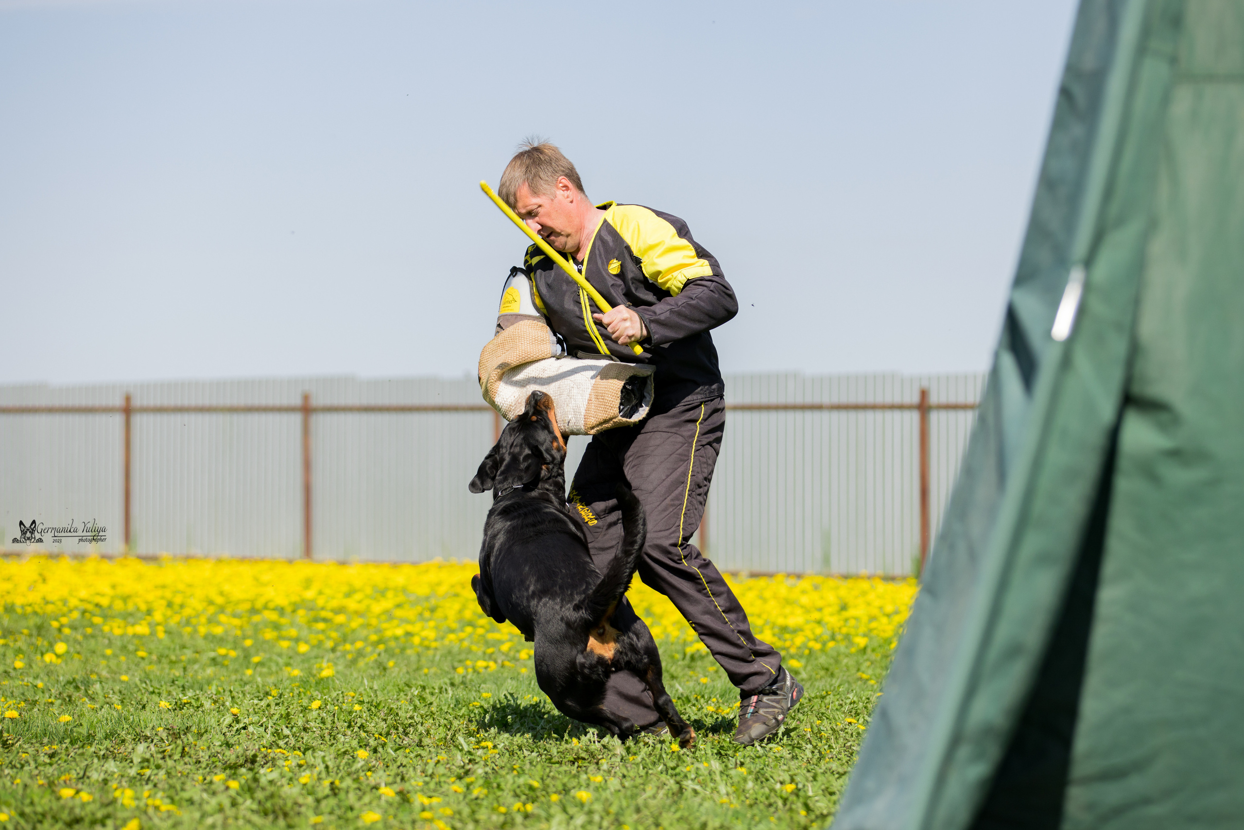 Нижний Новгород моно ротвейлеров 13.05.2023. Фотограф-анималист Юлия Германика