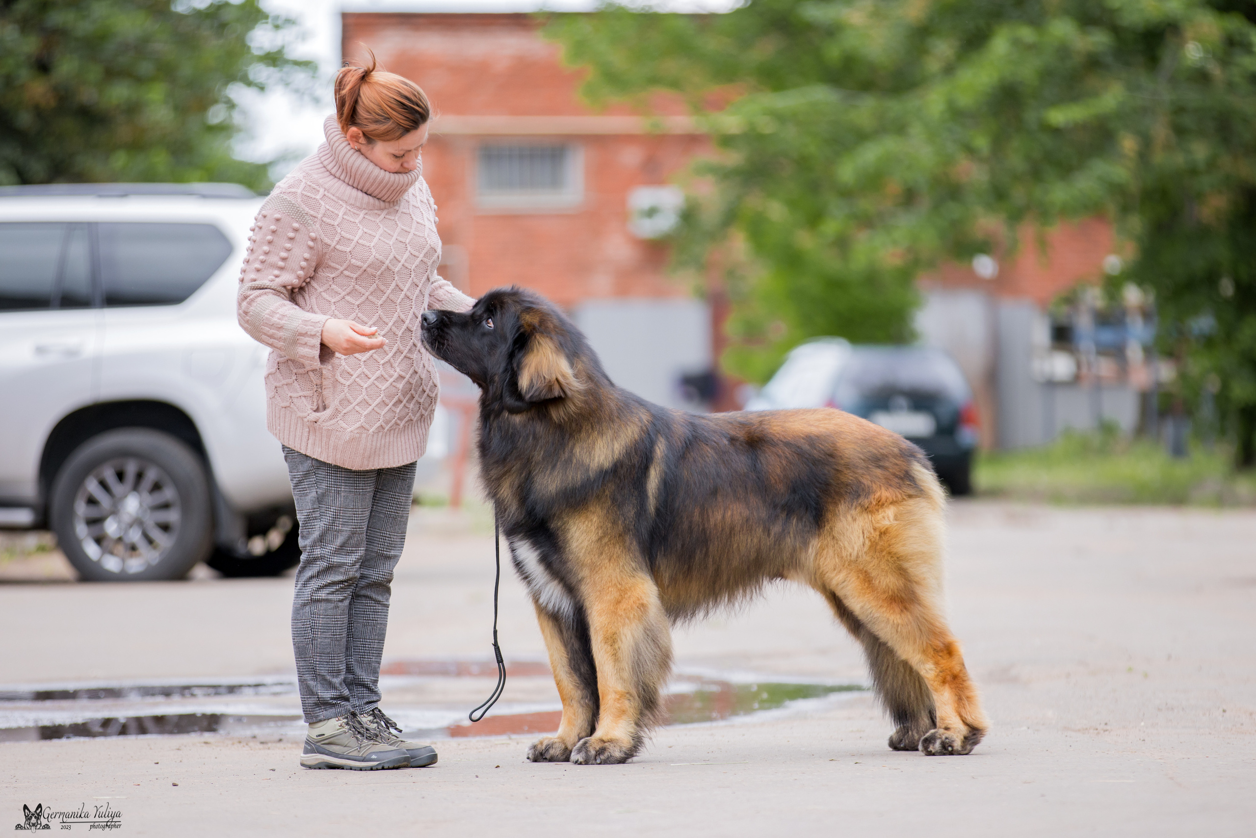 Националка Леонбергеров 28.05.2023. Фотограф-анималист Юлия Германика