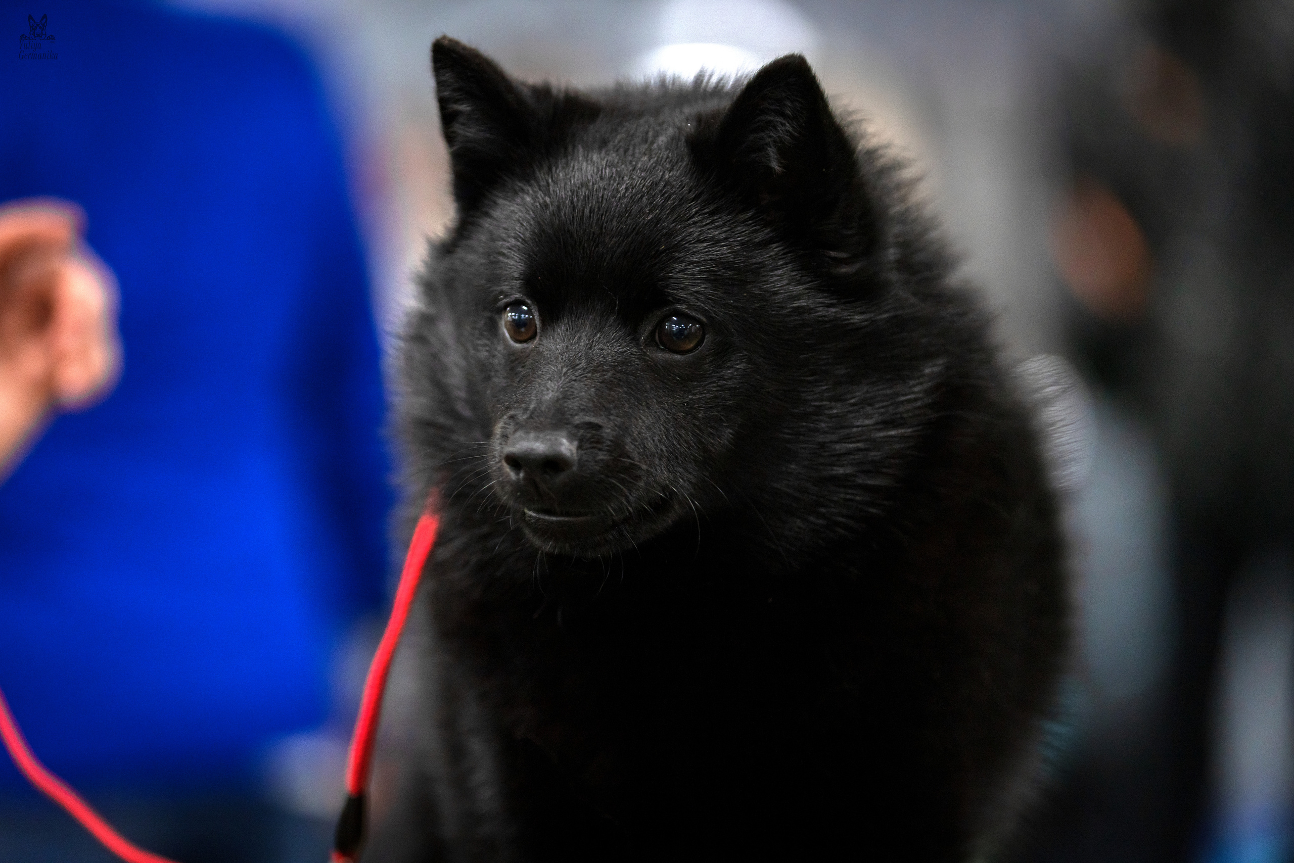 Сфера 25-26.03.2023. Фотограф-анималист Юлия Германика