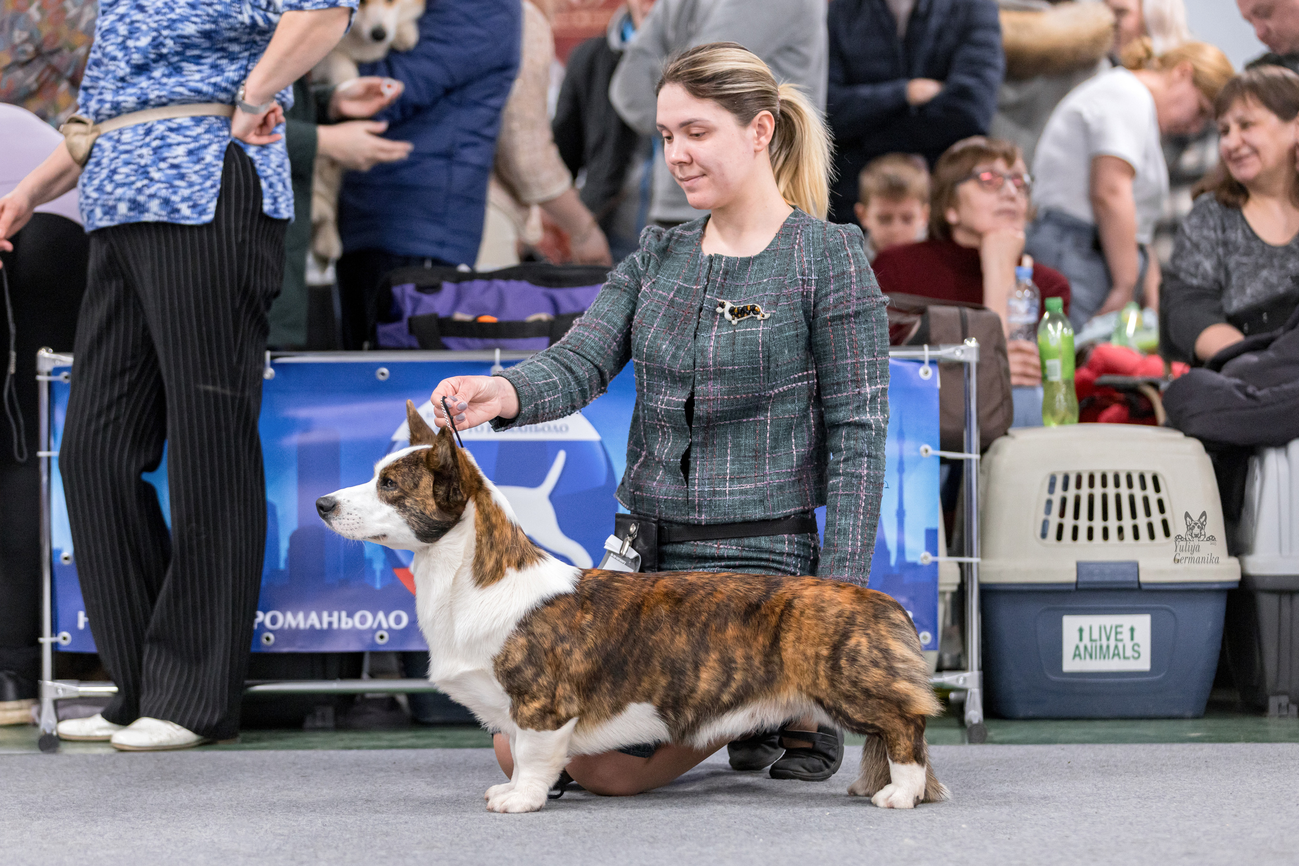 Сфера+доберманы 02.04.2023. Фотограф-анималист Юлия Германика