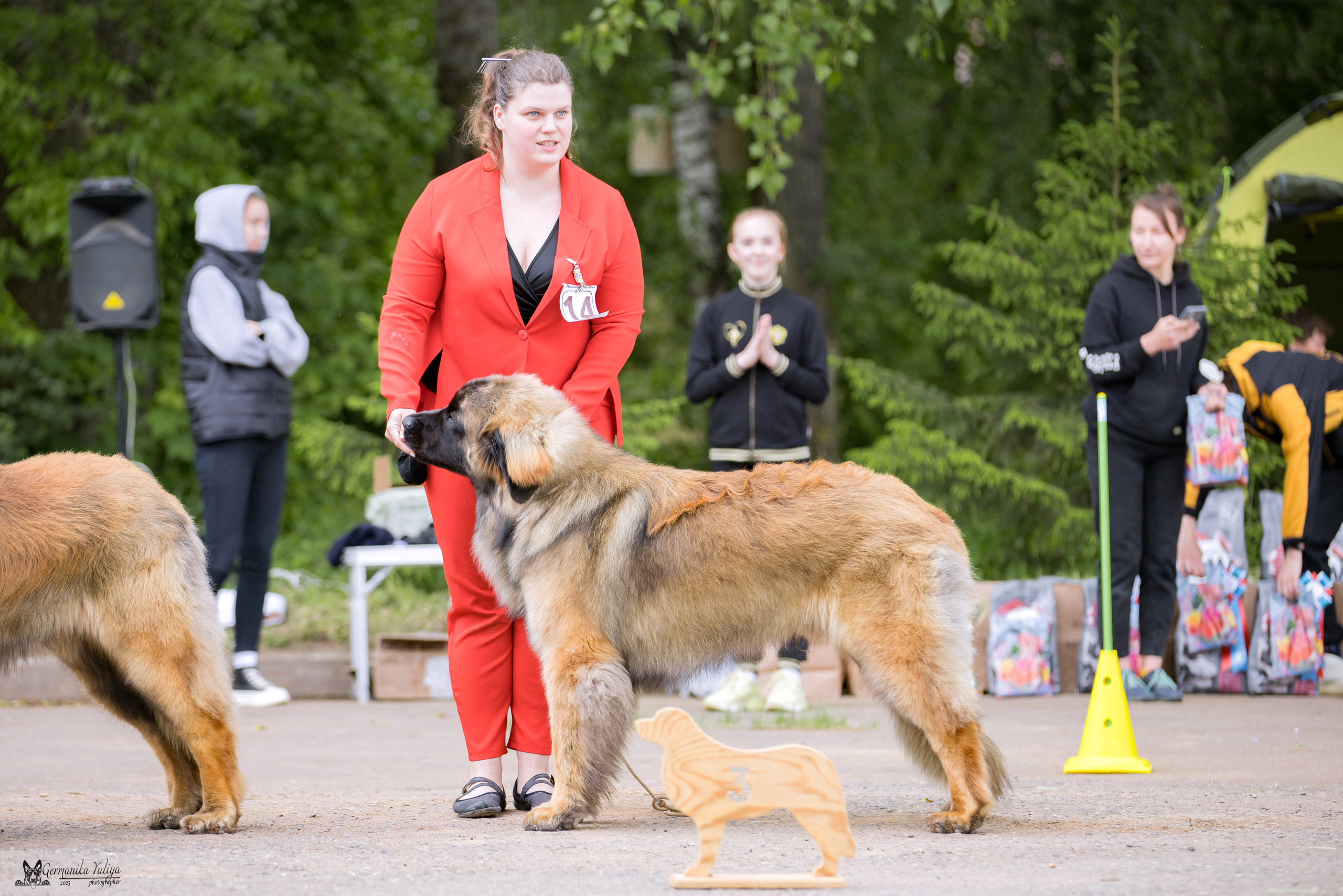 Националка Леонбергеров 28.05.2023. Фотограф-анималист Юлия Германика