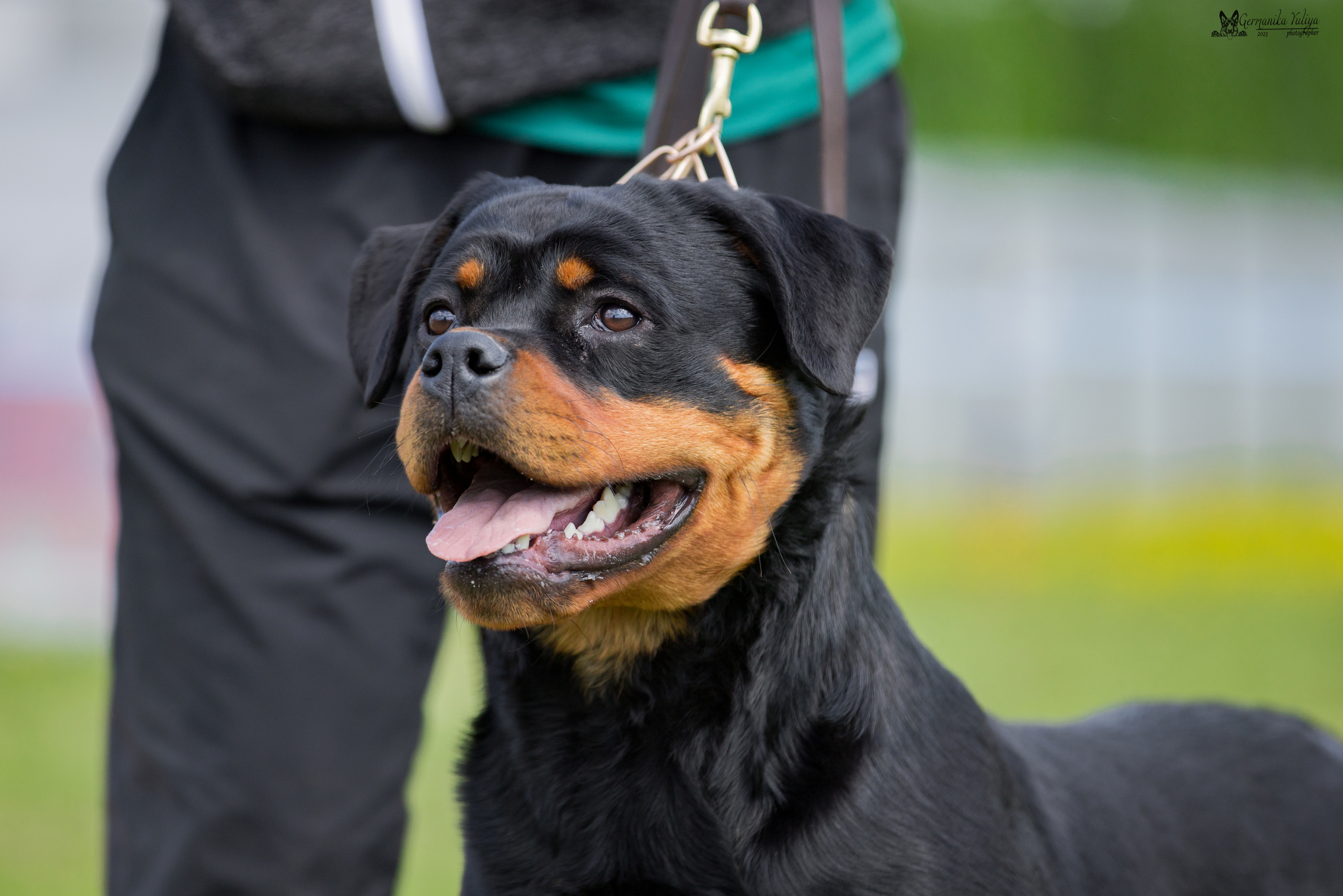 Нижний Новгород моно ротвейлеров 13.05.2023