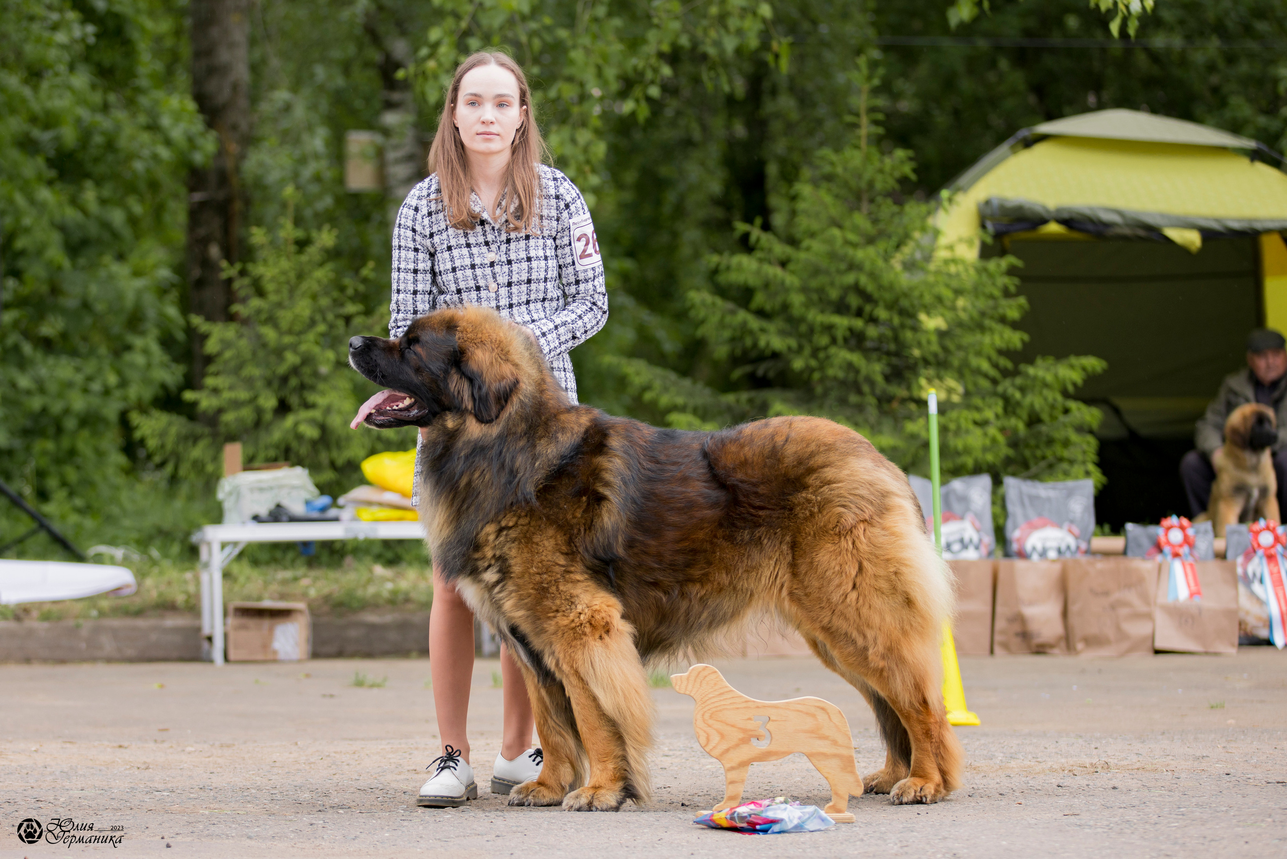 Националка Леонбергеров 28.05.2023. Фотограф-анималист Юлия Германика