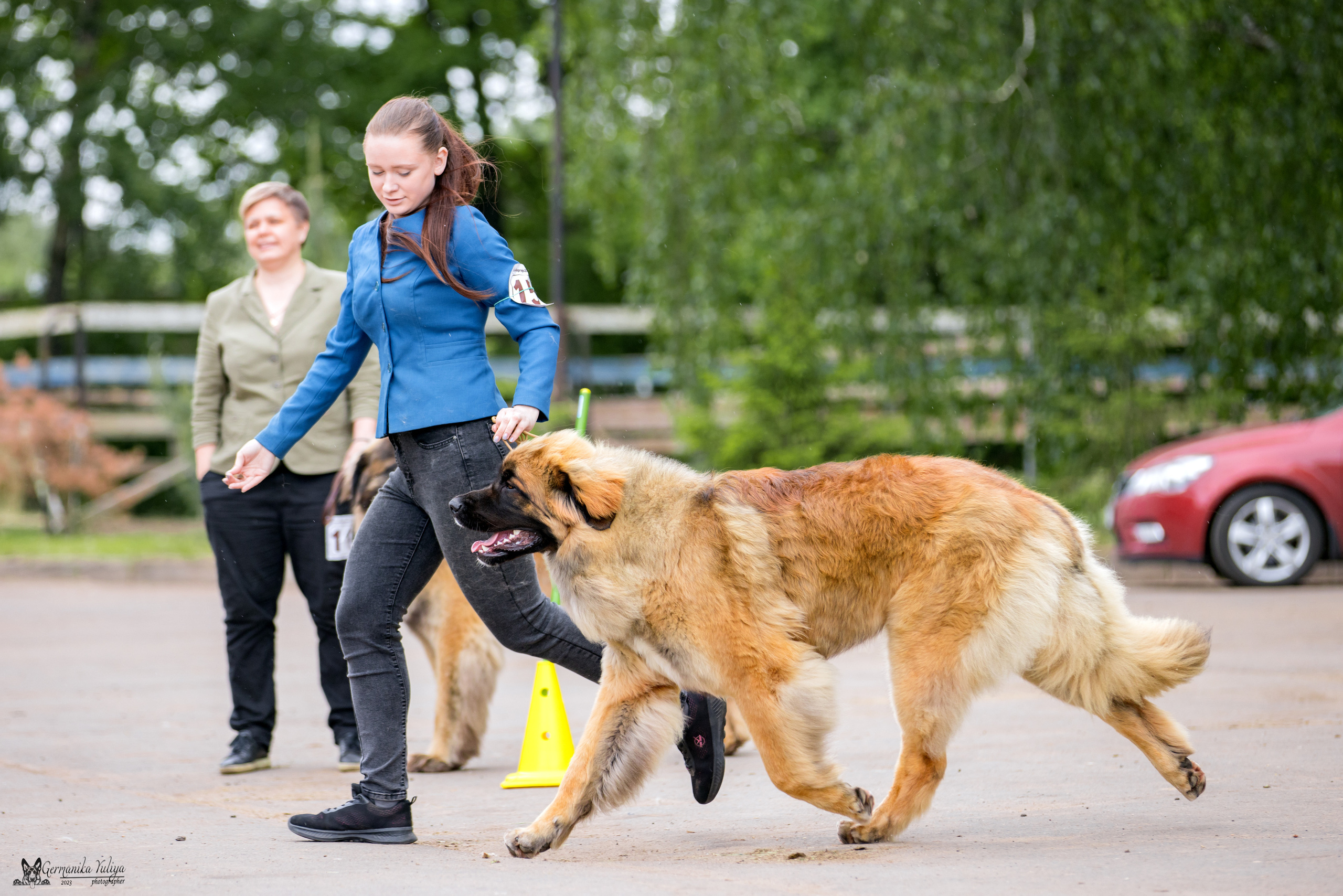 Националка Леонбергеров 28.05.2023. Фотограф-анималист Юлия Германика
