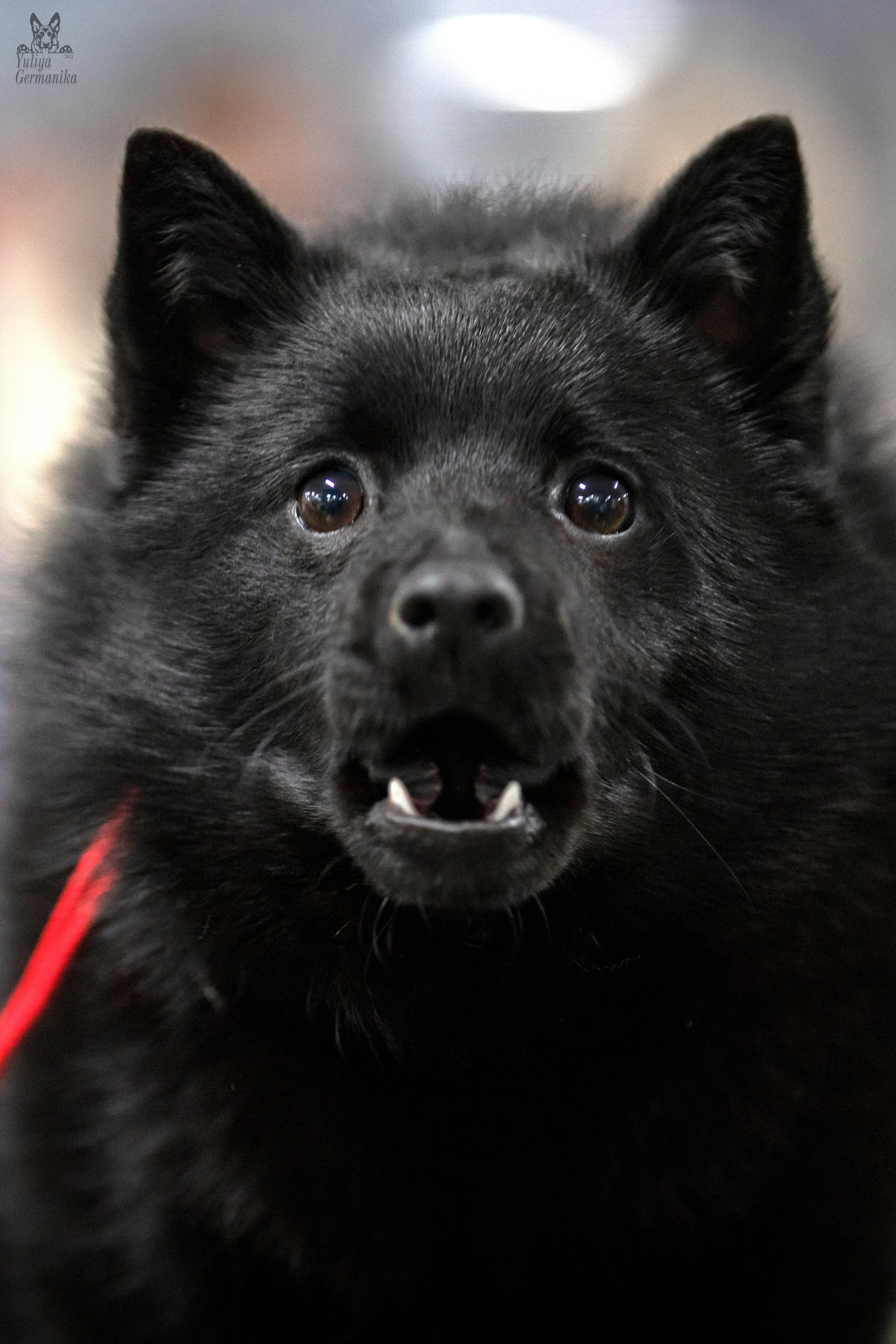 Сфера 25-26.03.2023. Фотограф-анималист Юлия Германика