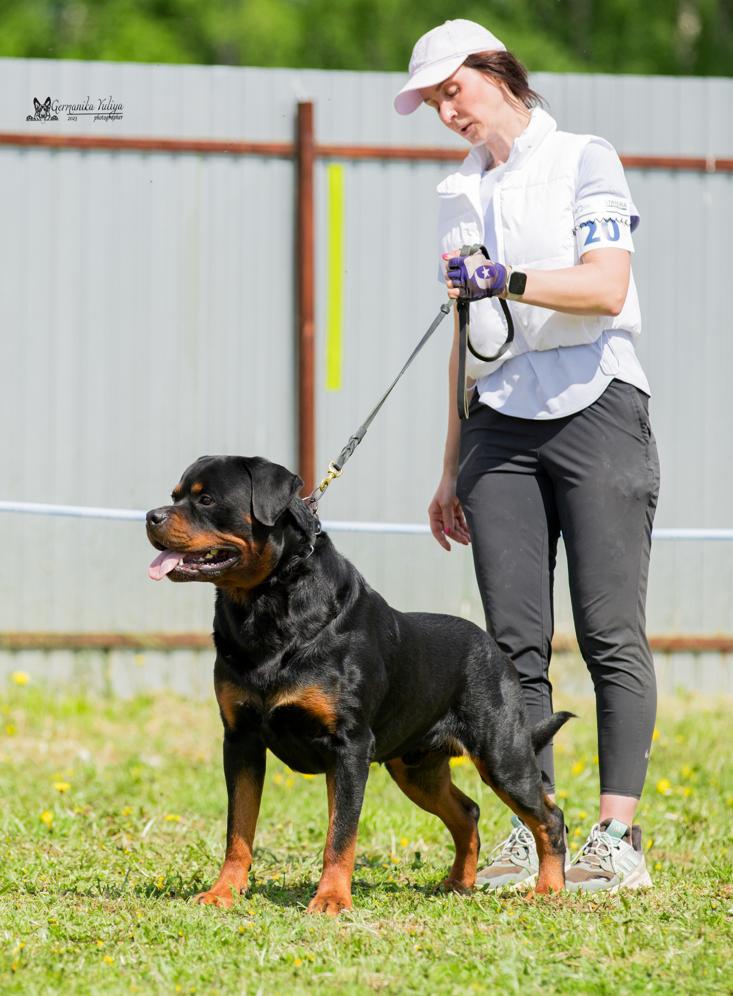 Нижний Новгород моно ротвейлеров 13.05.2023. Фотограф-анималист Юлия Германика