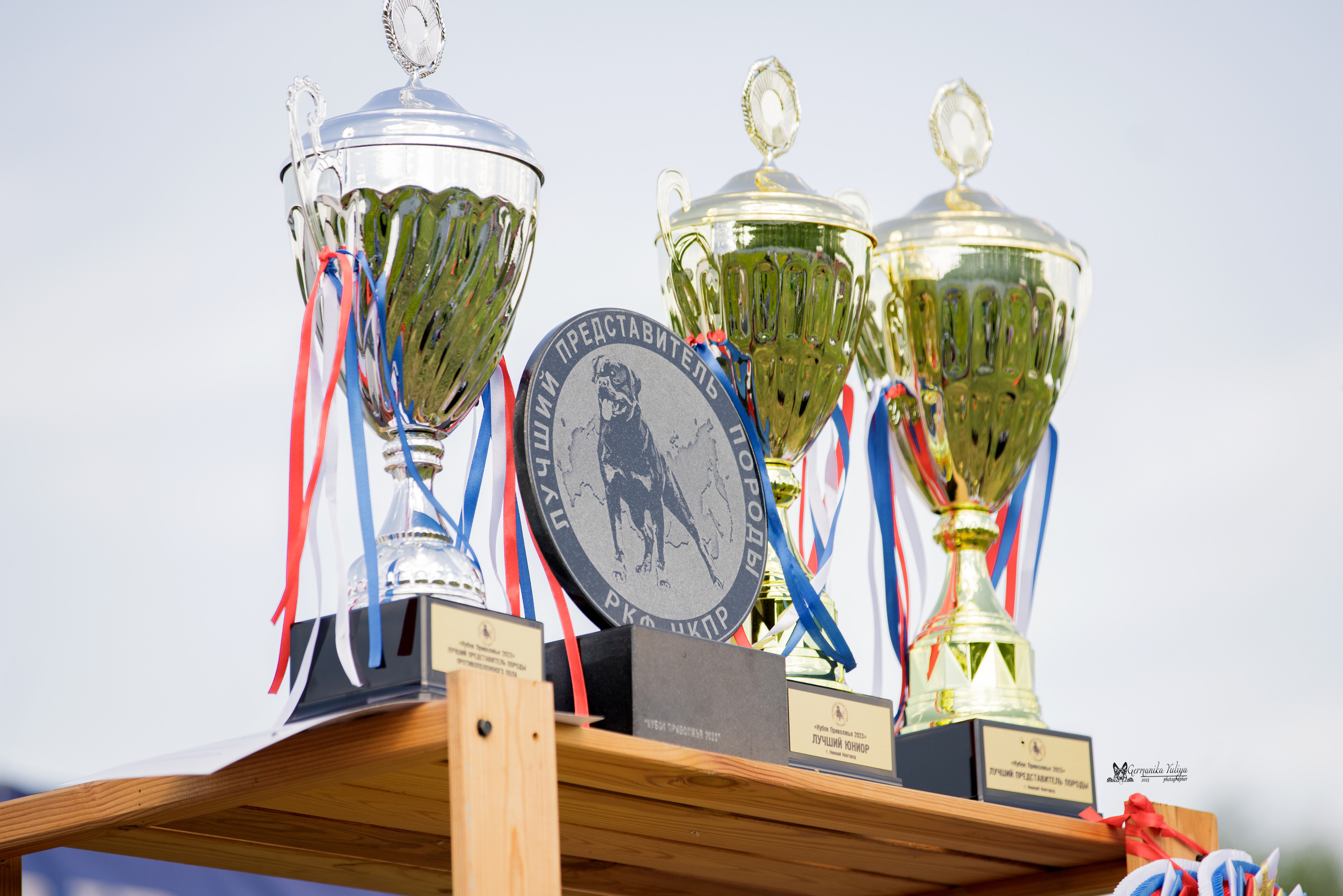 Нижний Новгород моно ротвейлеров 13.05.2023. Фотограф-анималист Юлия Германика