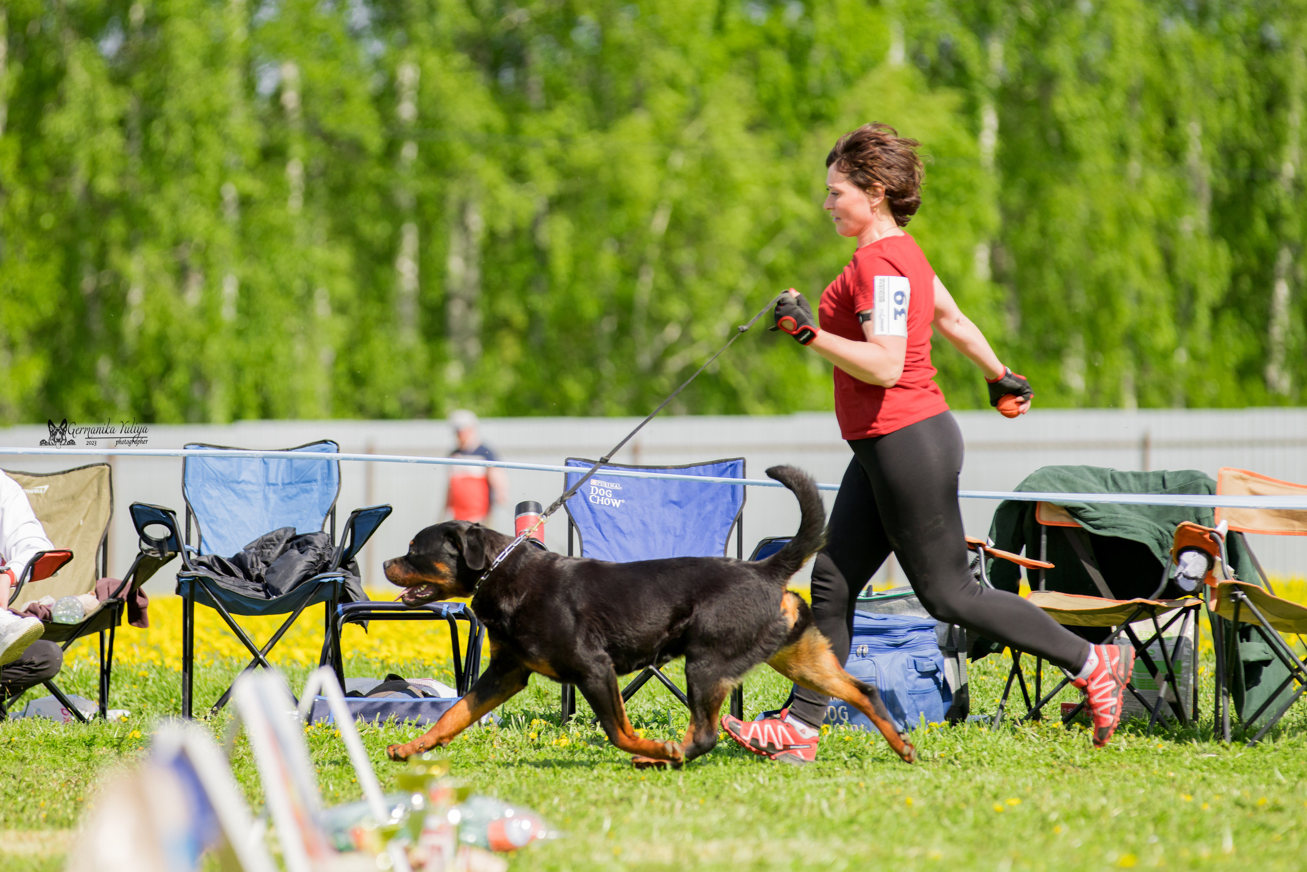 Нижний Новгород моно ротвейлеров 13.05.2023. Фотограф-анималист Юлия Германика