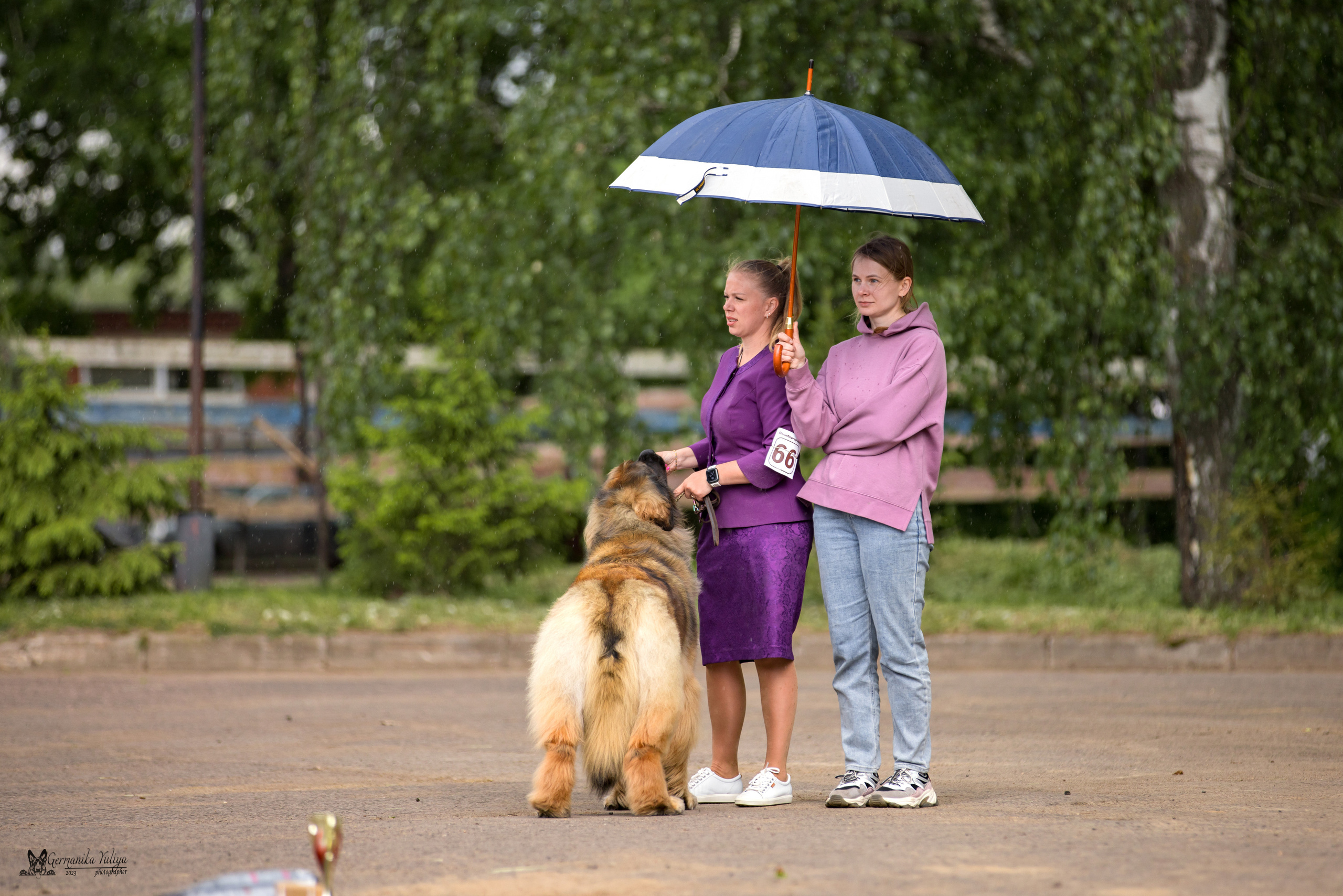 Националка Леонбергеров 28.05.2023. Фотограф-анималист Юлия Германика