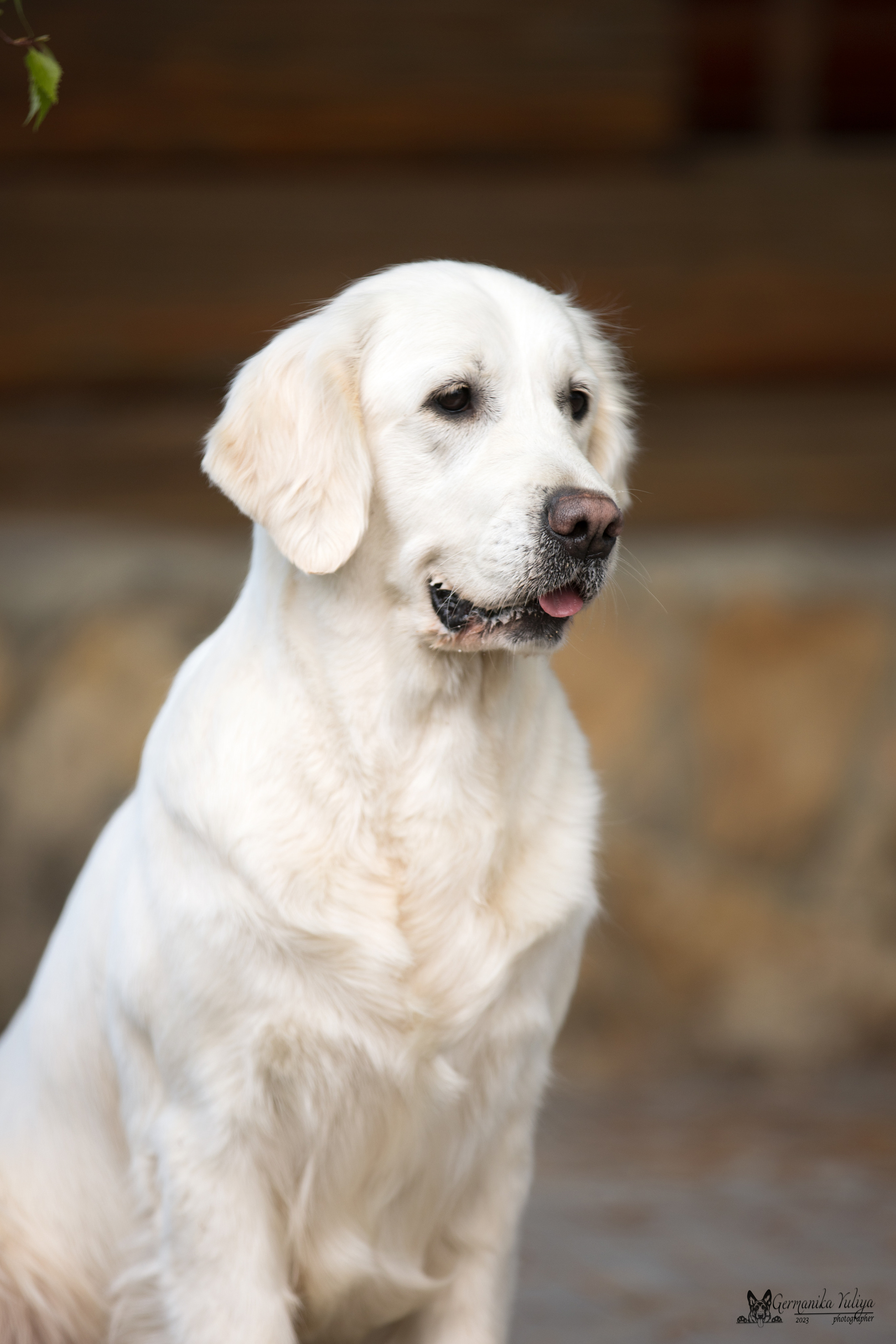 Голдены Саратов 24.04.2023. Фотограф-анималист Юлия Германика