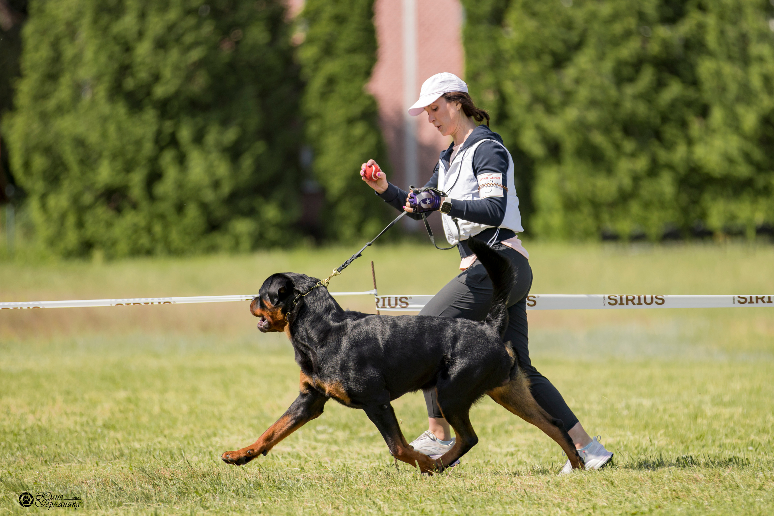 Воронеж 2хмоно ротвейлеров 3-4.06.2023. Фотограф-анималист Юлия Германика