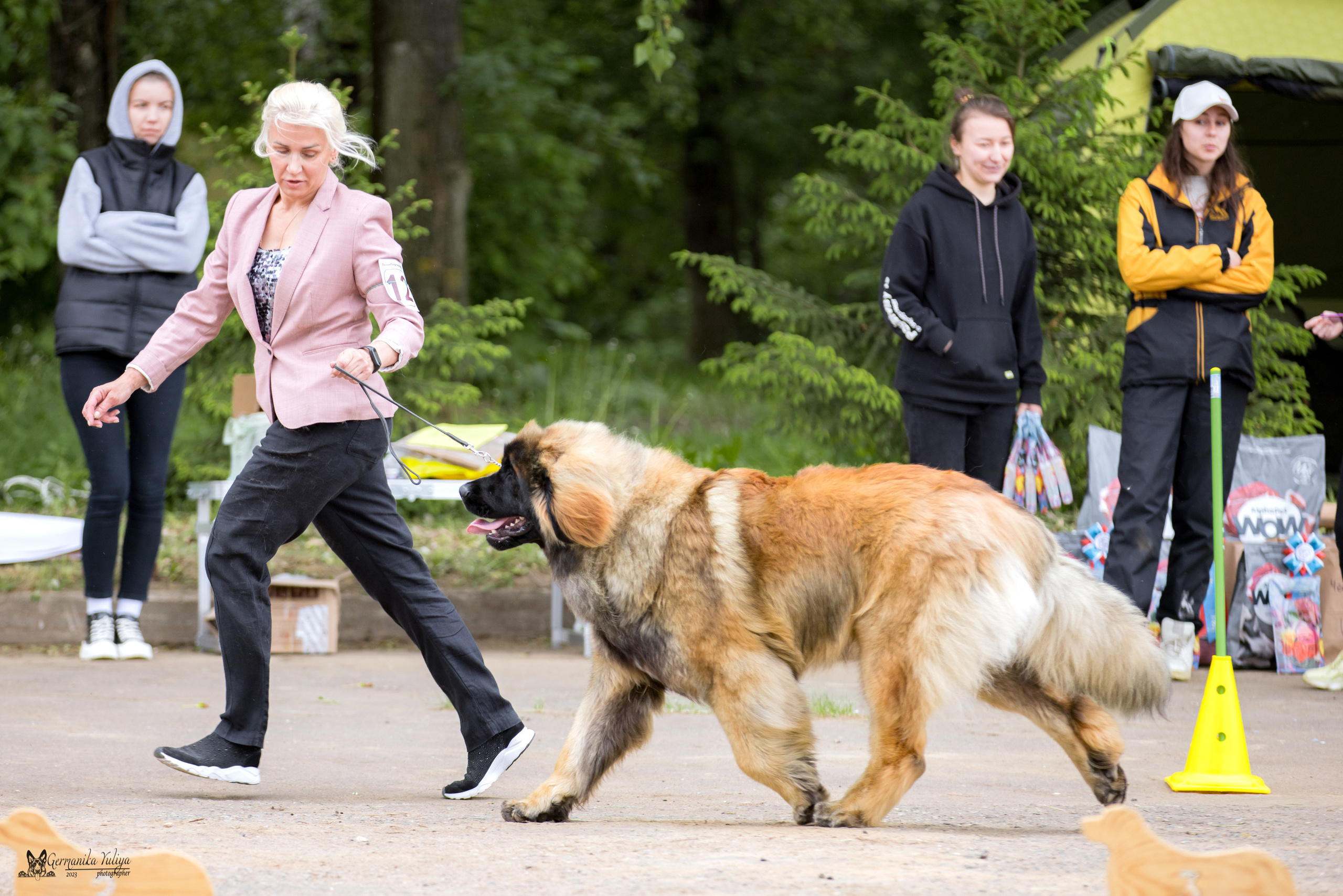 Националка Леонбергеров 28.05.2023. Фотограф-анималист Юлия Германика
