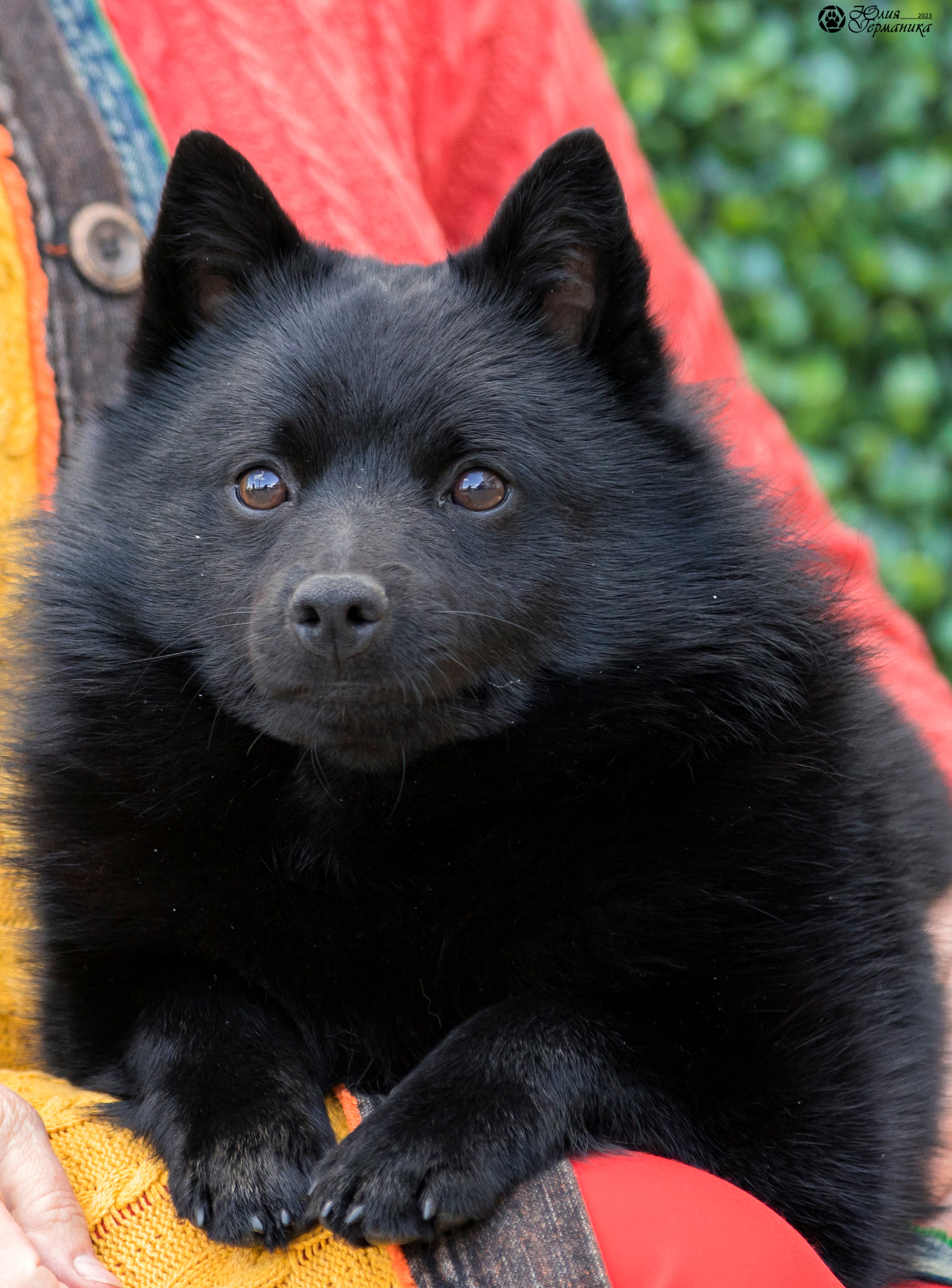 Россия 10-11.06.2023. Фотограф-анималист Юлия Германика