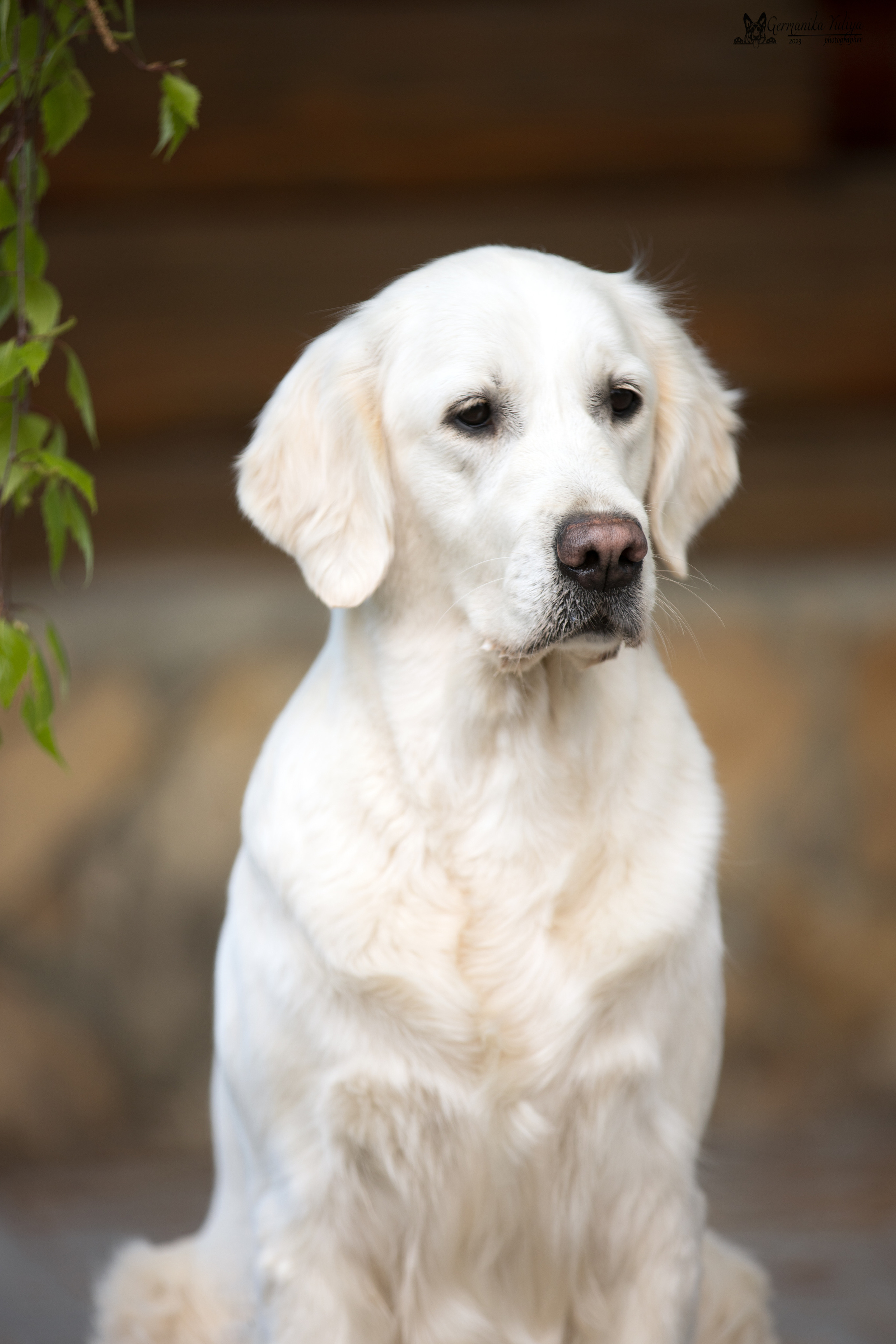 Голдены Саратов 24.04.2023. Фотограф-анималист Юлия Германика