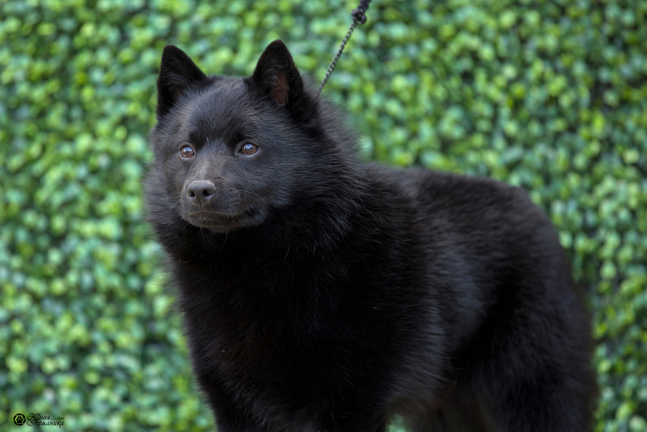 Россия 10-11.06.2023. Фотограф-анималист Юлия Германика