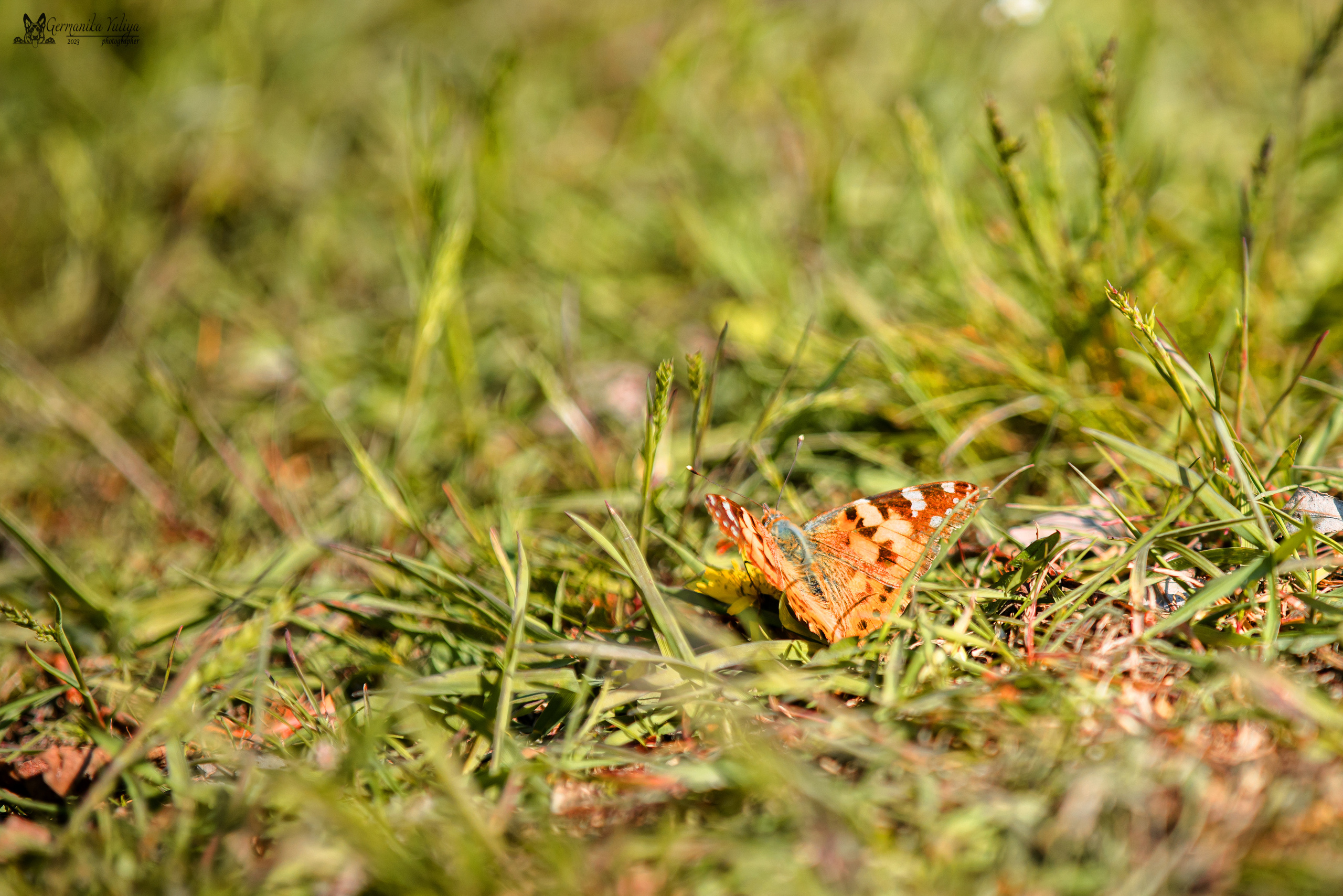 Саратов 2хмоно ротвейлеров 22-23.04.2023. Фотограф-анималист Юлия Германика