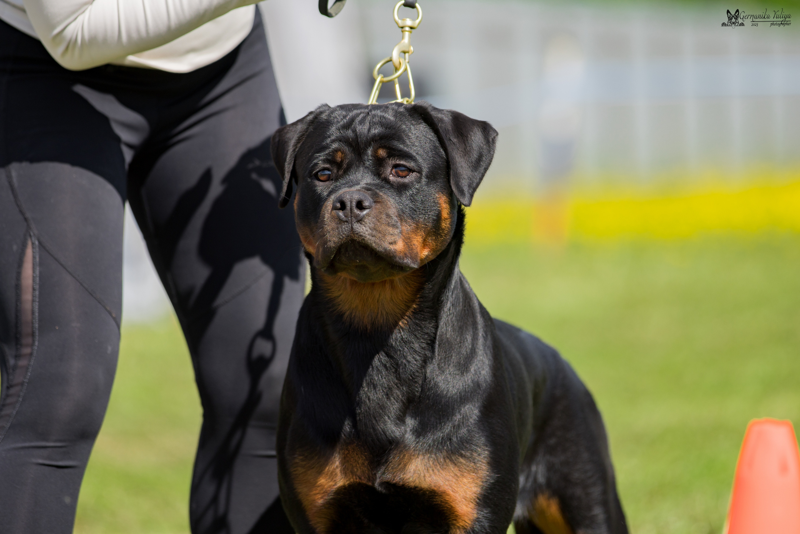 Нижний Новгород моно ротвейлеров 13.05.2023. Фотограф-анималист Юлия Германика