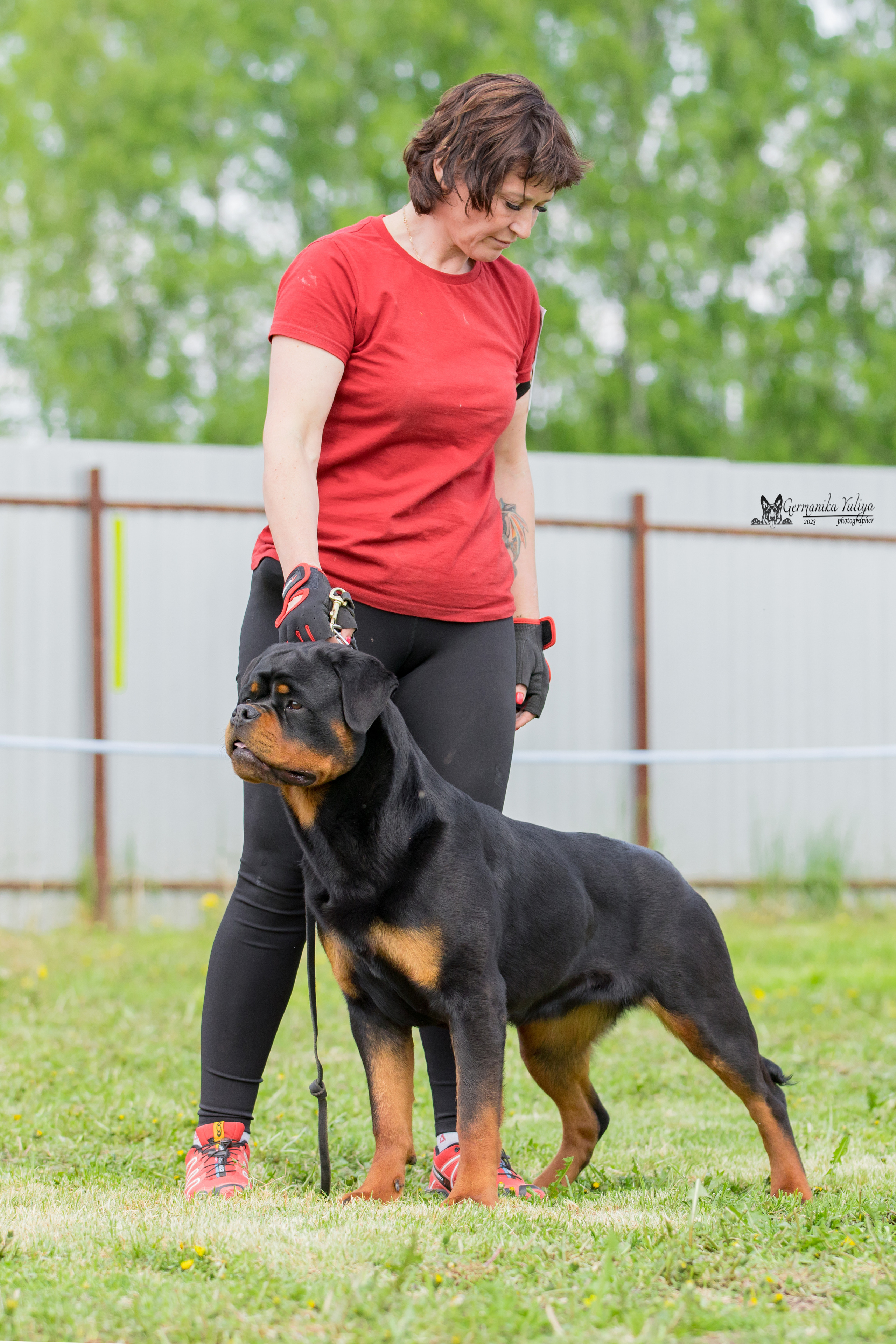 Нижний Новгород моно ротвейлеров 13.05.2023. Фотограф-анималист Юлия Германика