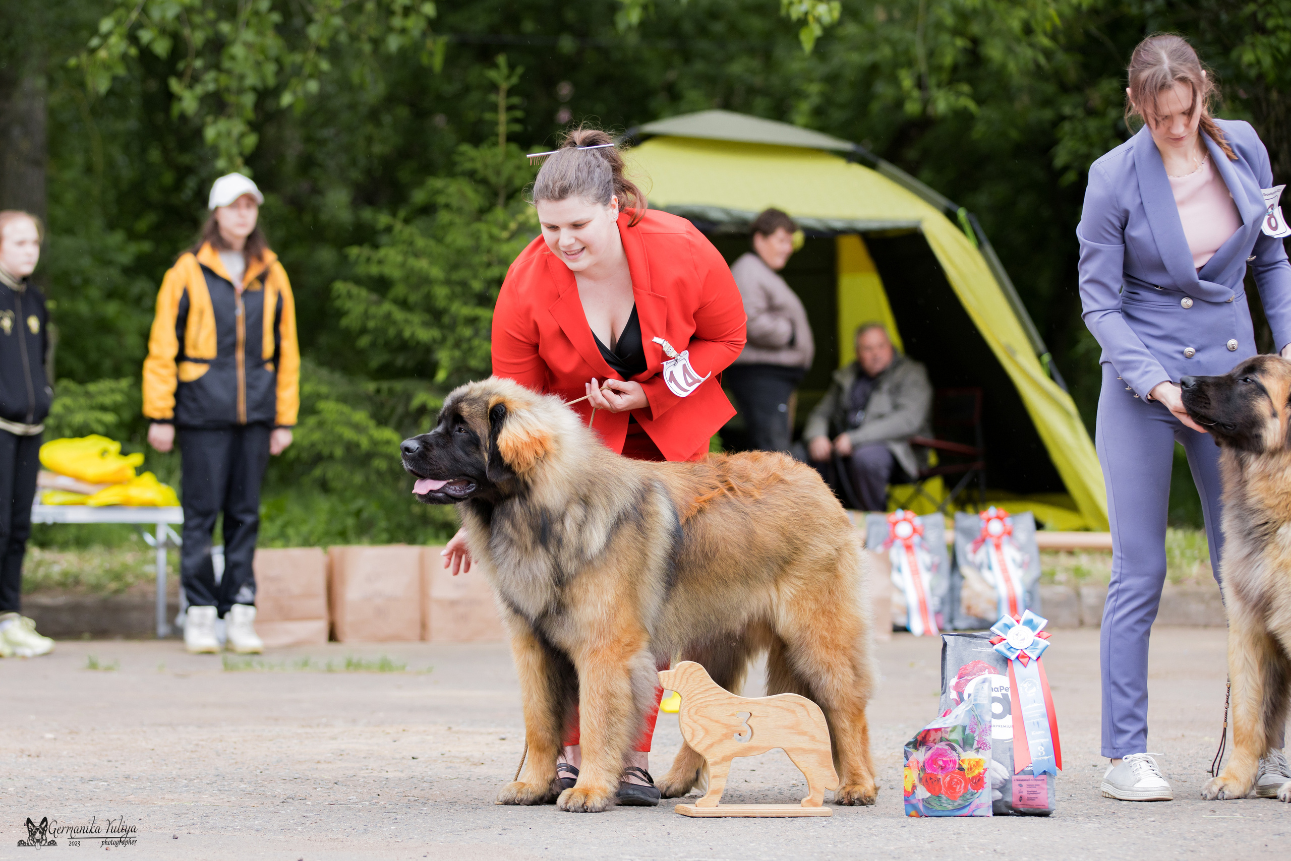 Националка Леонбергеров 28.05.2023. Фотограф-анималист Юлия Германика