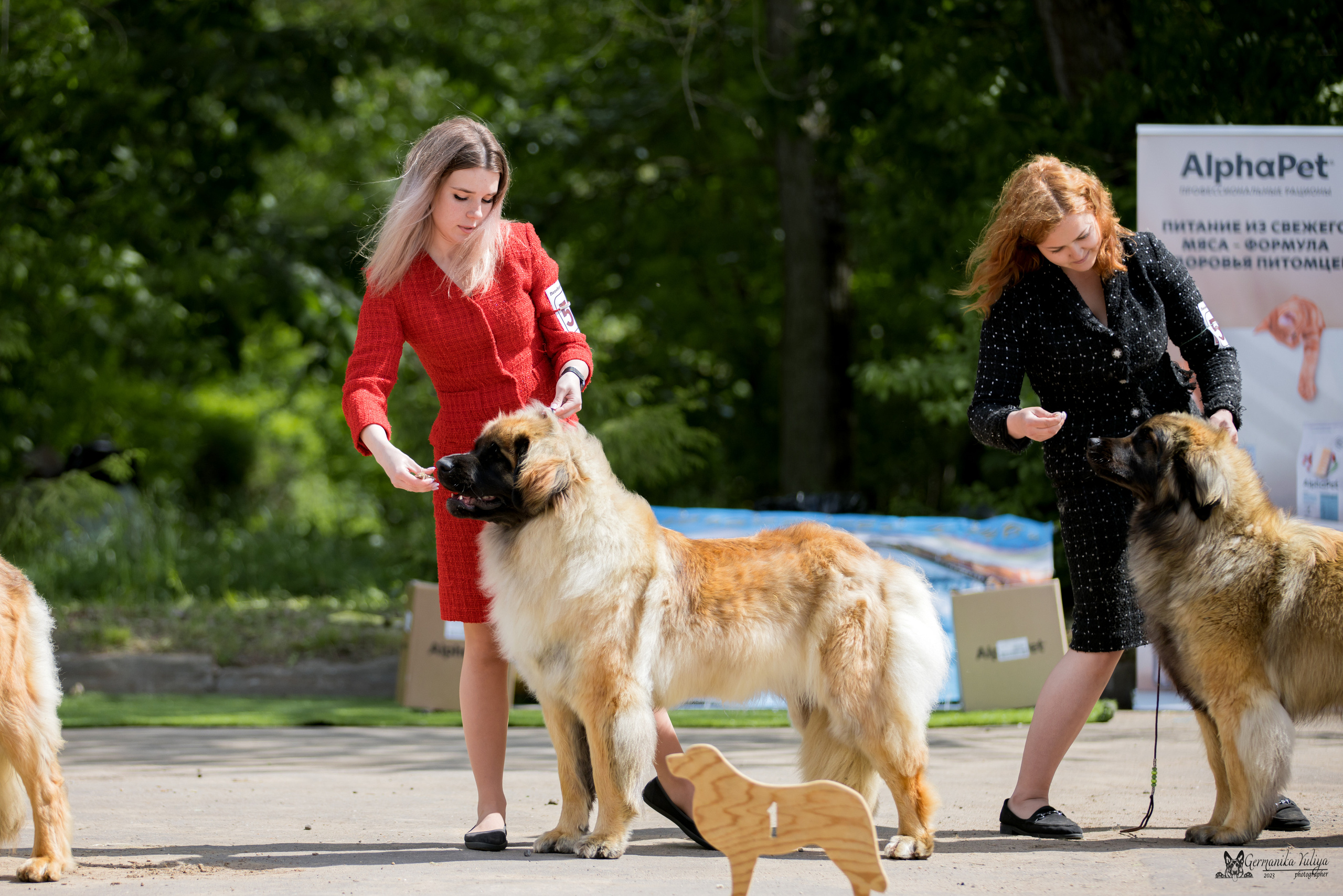 Националка Леонбергеров 28.05.2023. Фотограф-анималист Юлия Германика