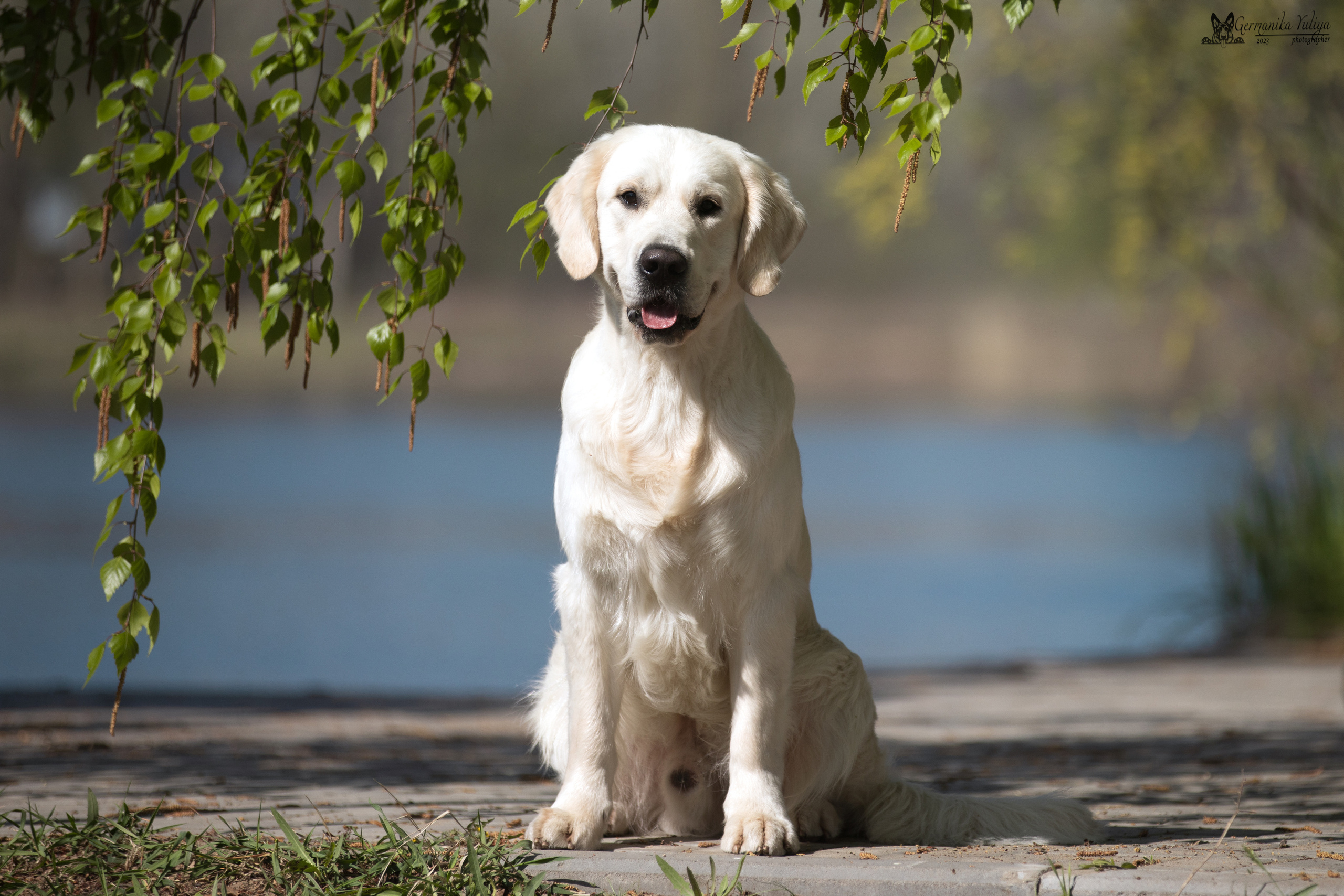 Голдены Саратов 24.04.2023. Фотограф-анималист Юлия Германика