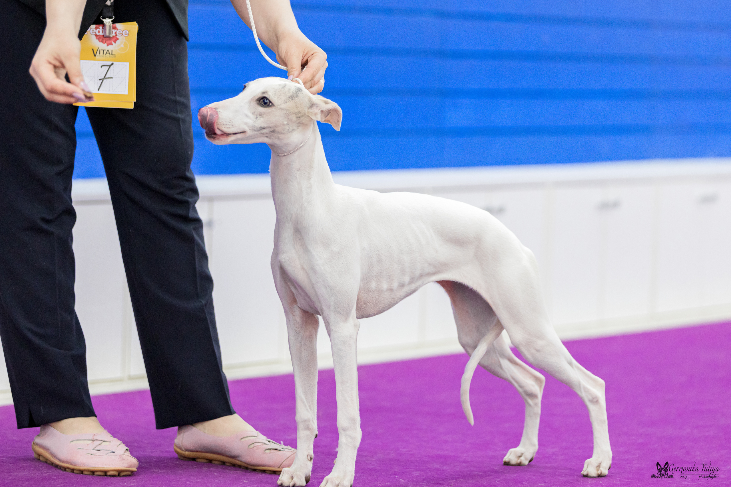 Сфера+МД 8-9.04.2023. Фотограф-анималист Юлия Германика