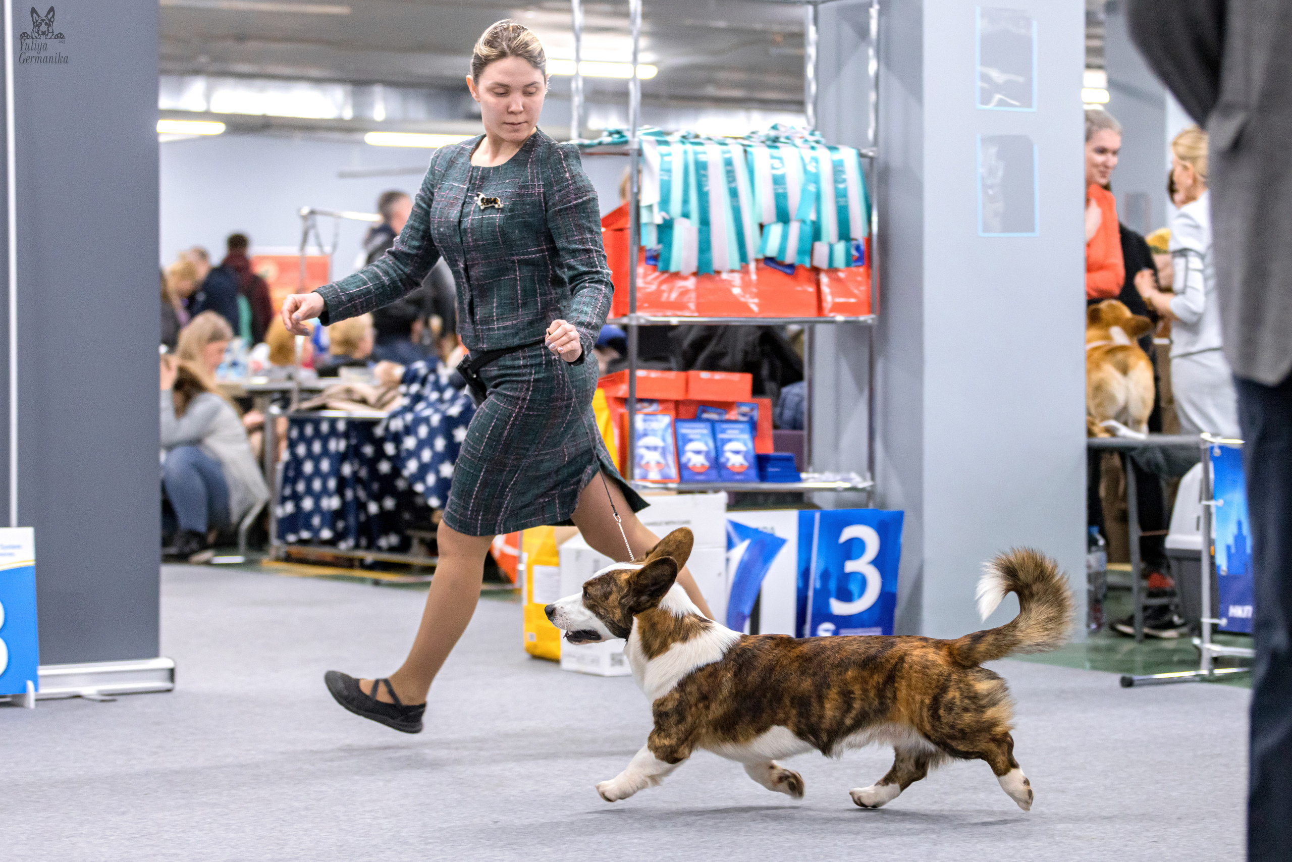 Сфера+доберманы 02.04.2023. Фотограф-анималист Юлия Германика