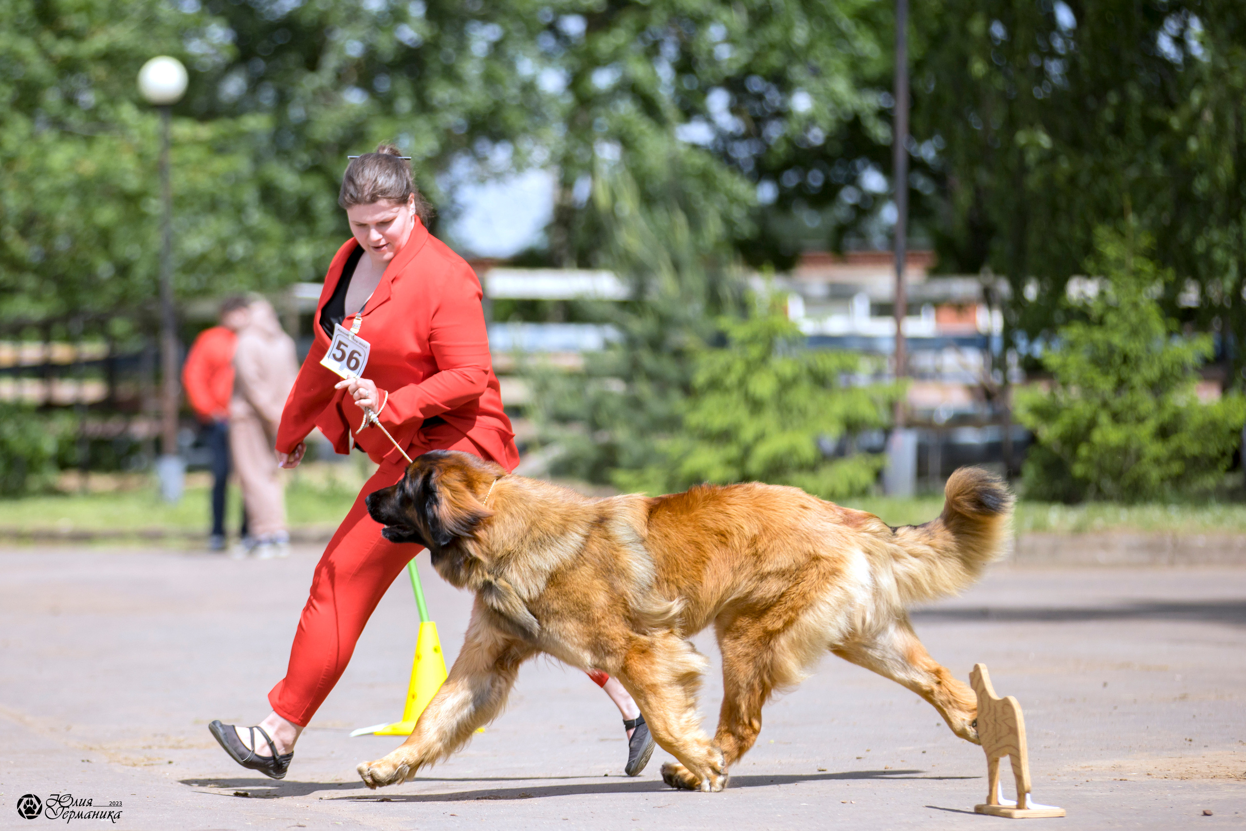 Националка Леонбергеров 28.05.2023. Фотограф-анималист Юлия Германика