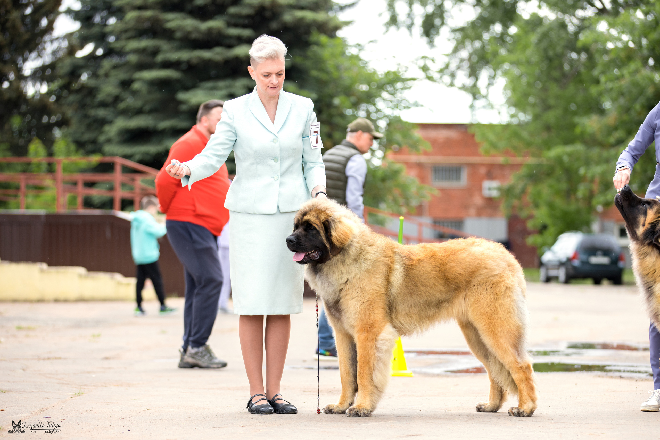 Националка Леонбергеров 28.05.2023. Фотограф-анималист Юлия Германика