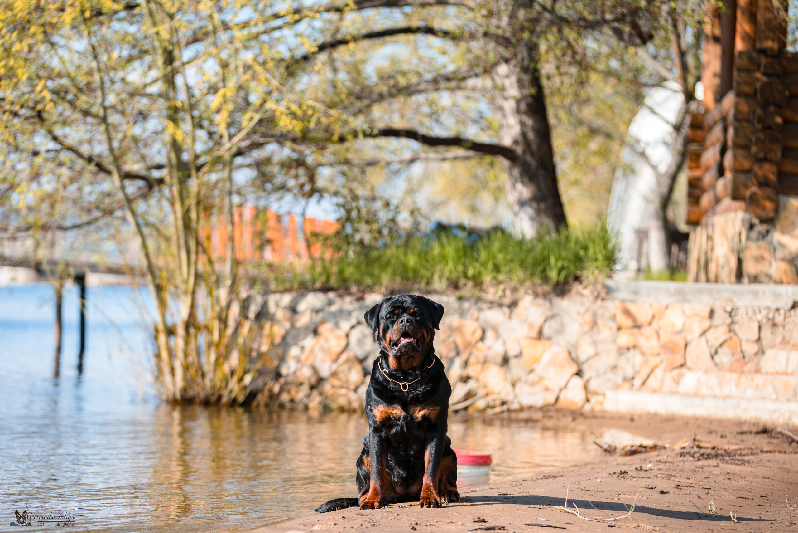Саратов 2хмоно ротвейлеров 22-23.04.2023. Фотограф-анималист Юлия Германика