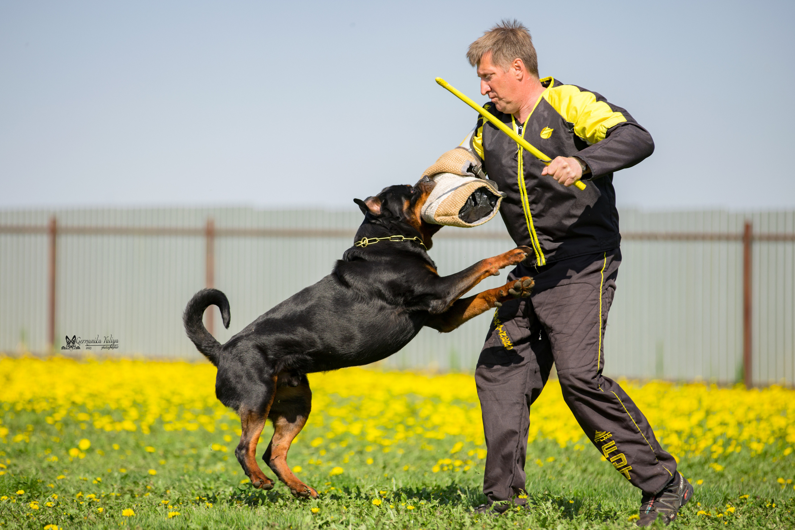 Нижний Новгород моно ротвейлеров 13.05.2023. Фотограф-анималист Юлия Германика
