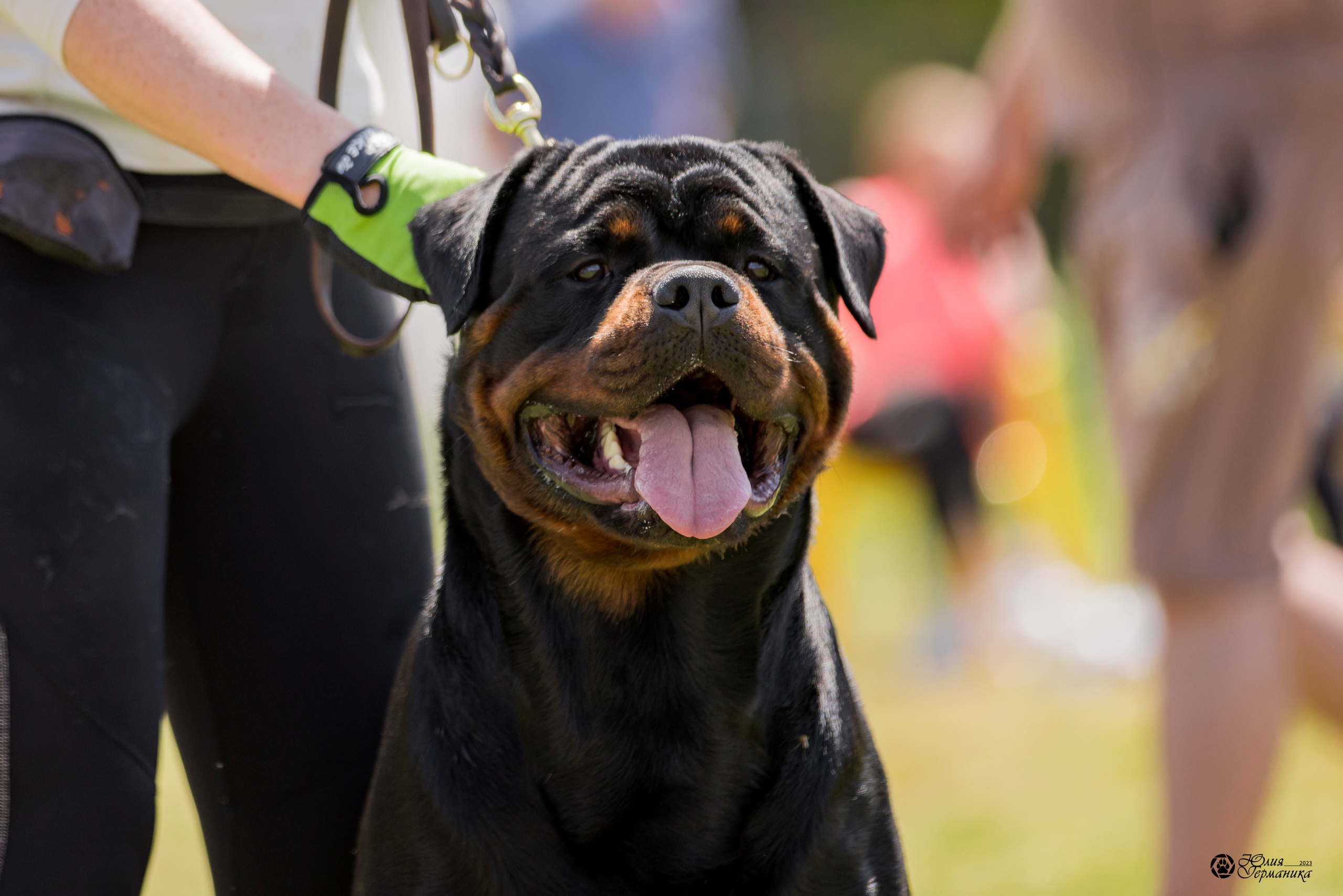 Воронеж 2хмоно ротвейлеров 3-4.06.2023. Фотограф-анималист Юлия Германика