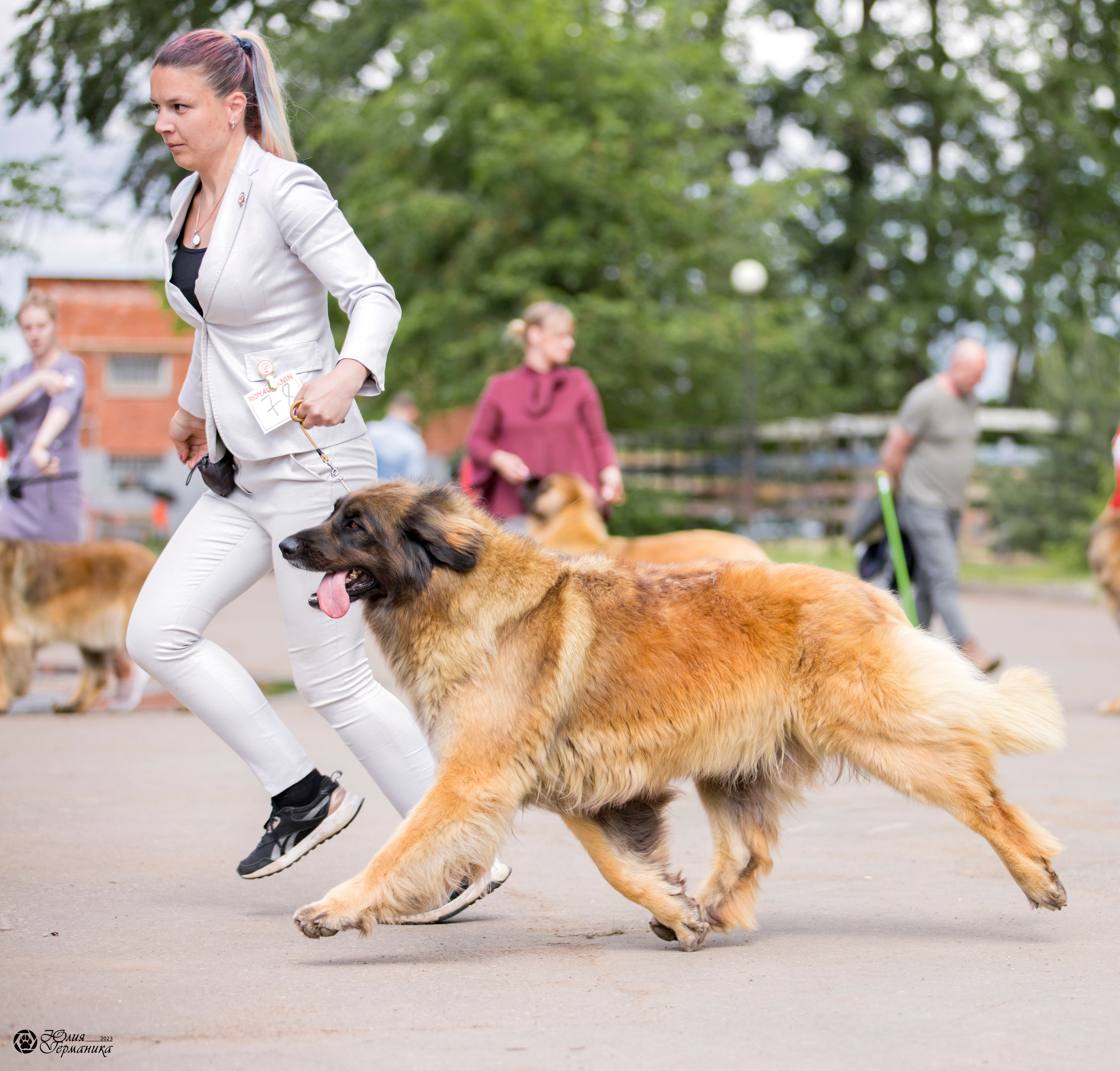 Националка Леонбергеров 28.05.2023. Фотограф-анималист Юлия Германика