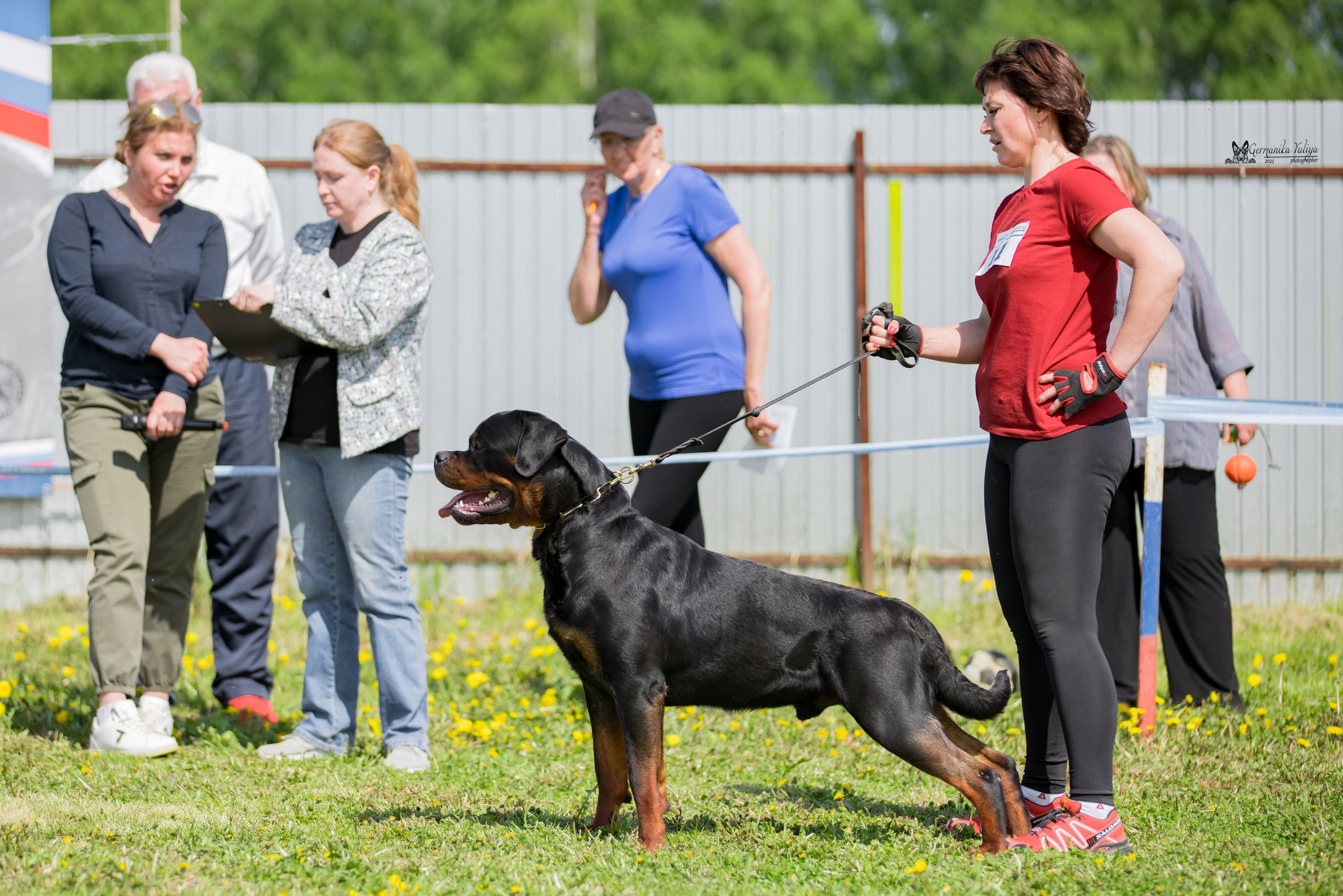 Нижний Новгород моно ротвейлеров 13.05.2023. Фотограф-анималист Юлия Германика