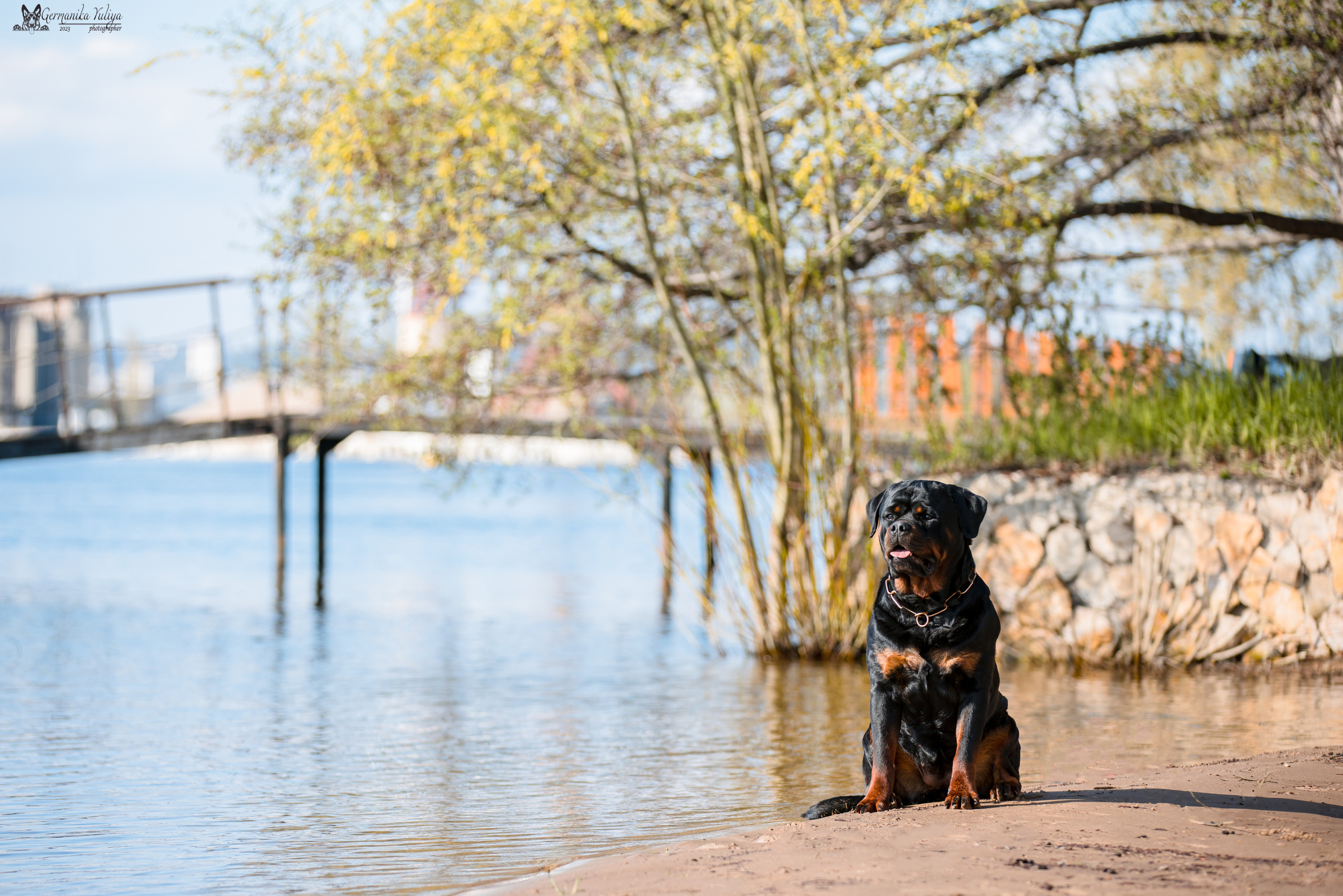 Саратов 2хмоно ротвейлеров 22-23.04.2023. Фотограф-анималист Юлия Германика