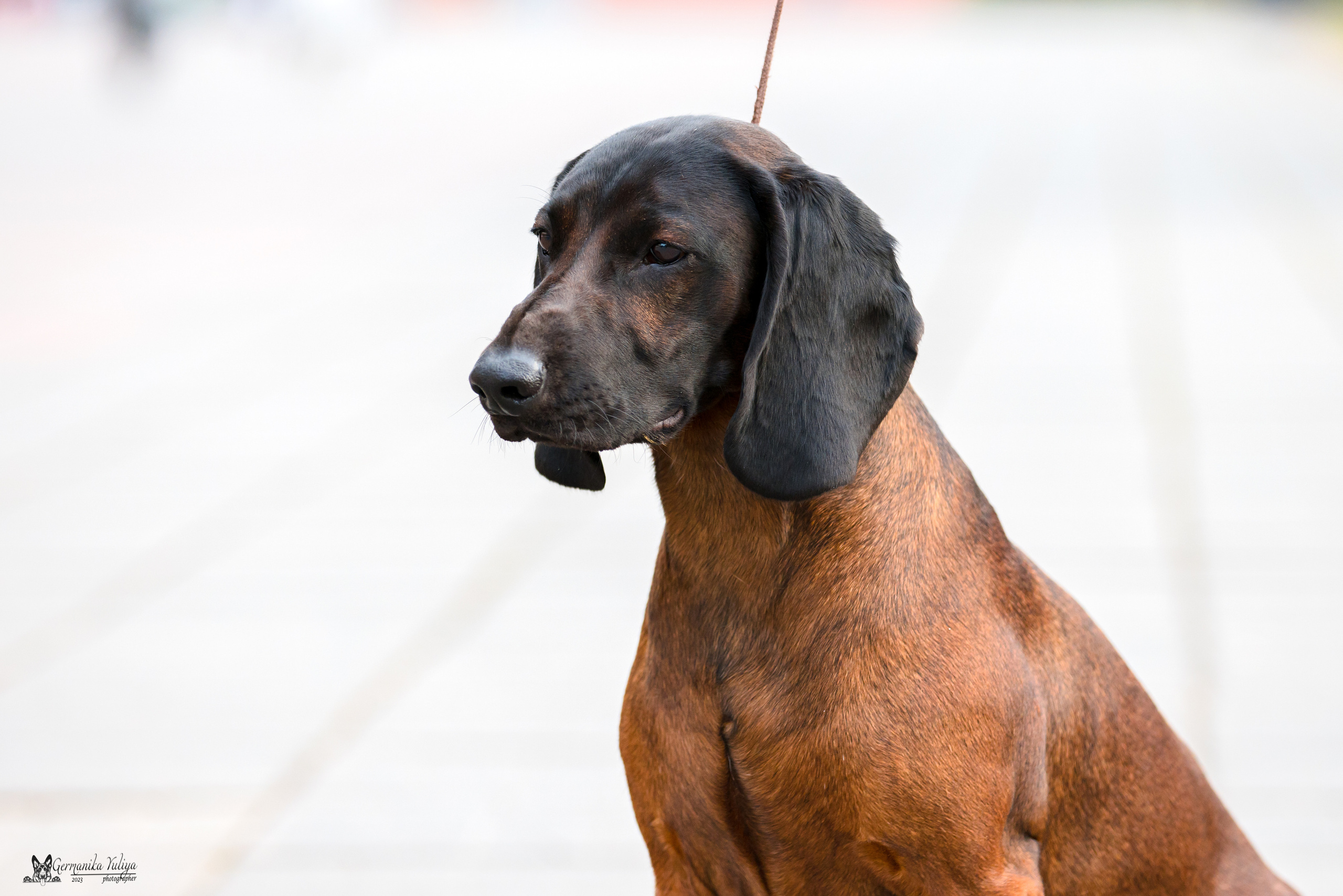 Измайлово 21.05.2023. Фотограф-анималист Юлия Германика